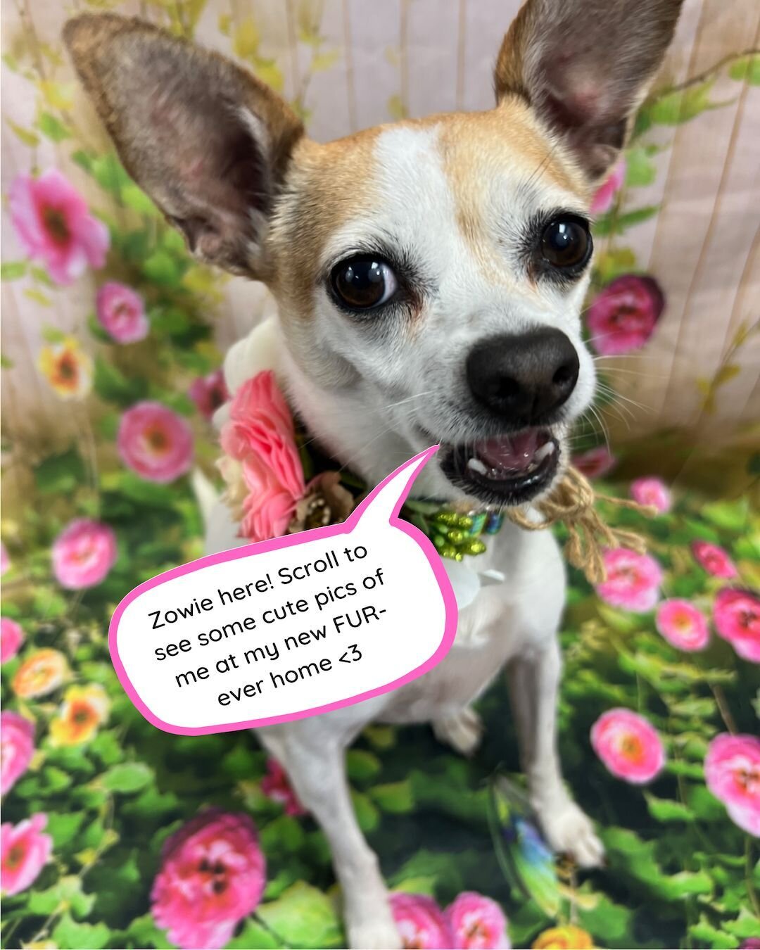 Our little fashionista has found her FUR-ever home! Zowie has been adopted and also given a new job as an official therapy dog 💕 In her spare time, you can find this gal curling up in a cozy spot or playing dress-up!👗