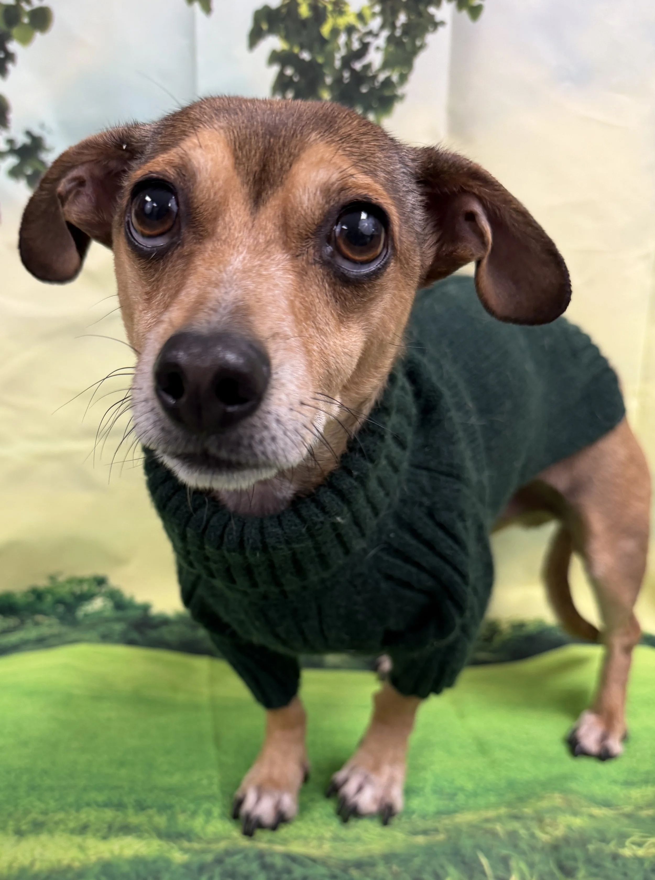 Frankenmuth (Frankie)