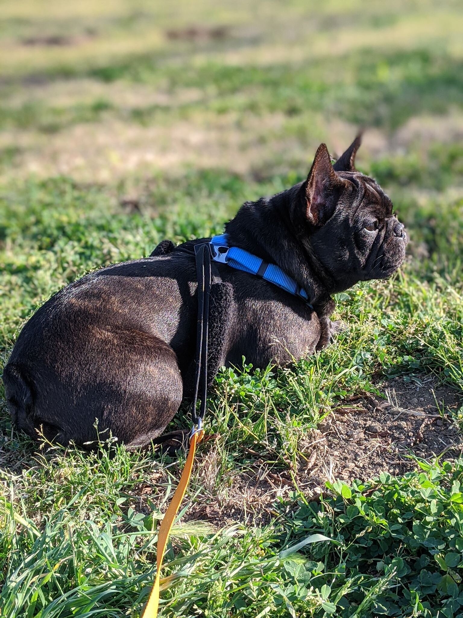 EQ Pet Travel Professional Pet Transport