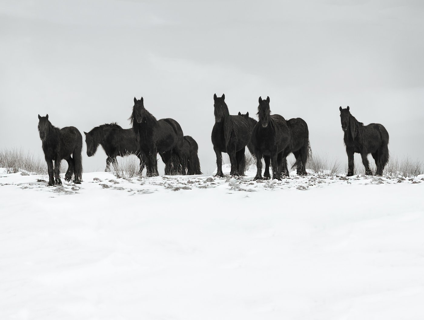 Dales ponies.jpg