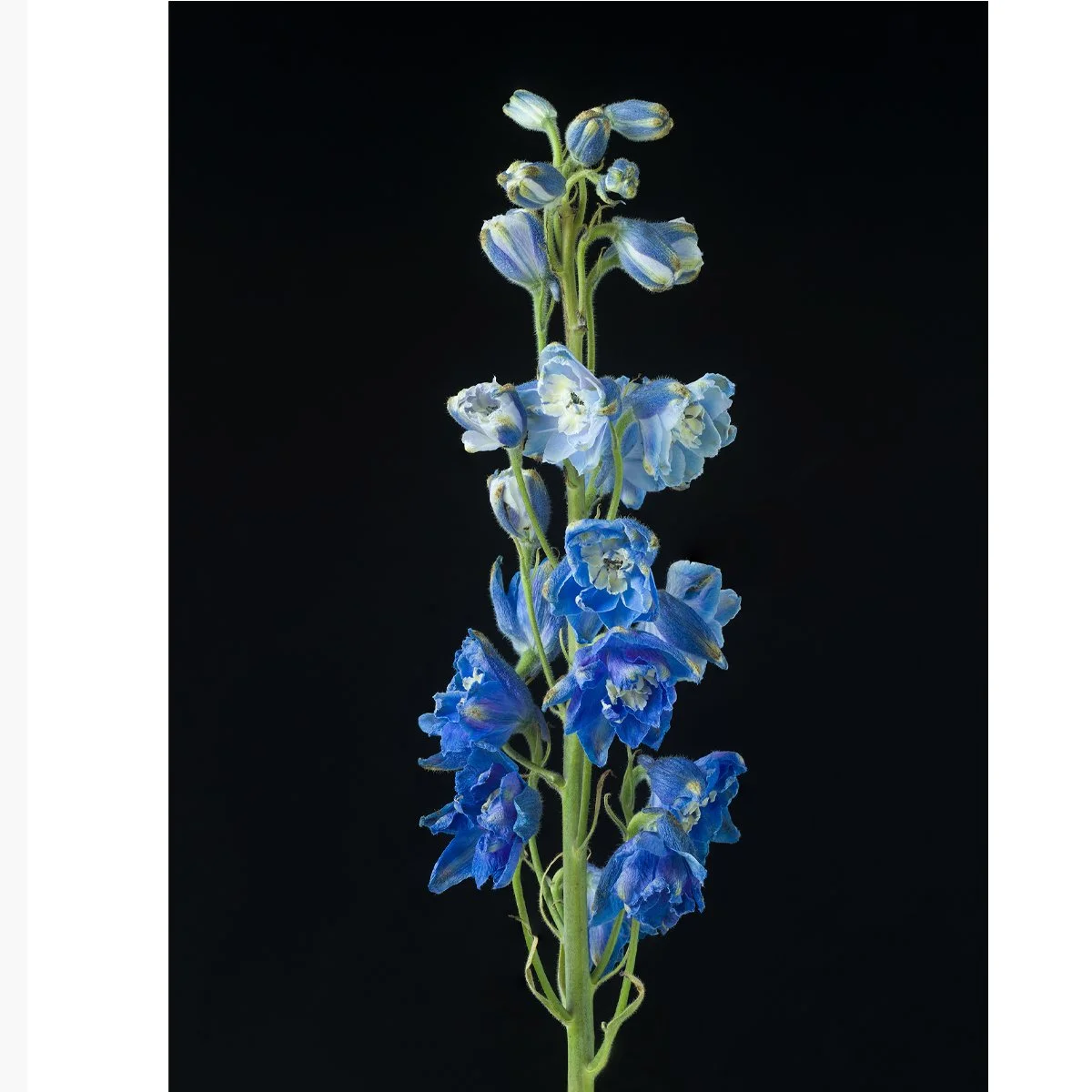 hazlegrove_delphinium_0002121.jpg