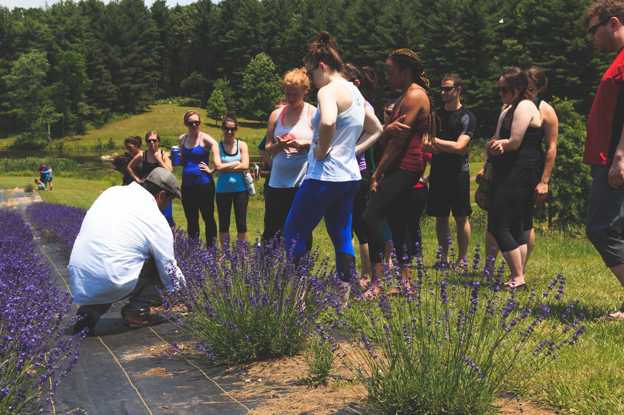 lavenderretreat1.jpg