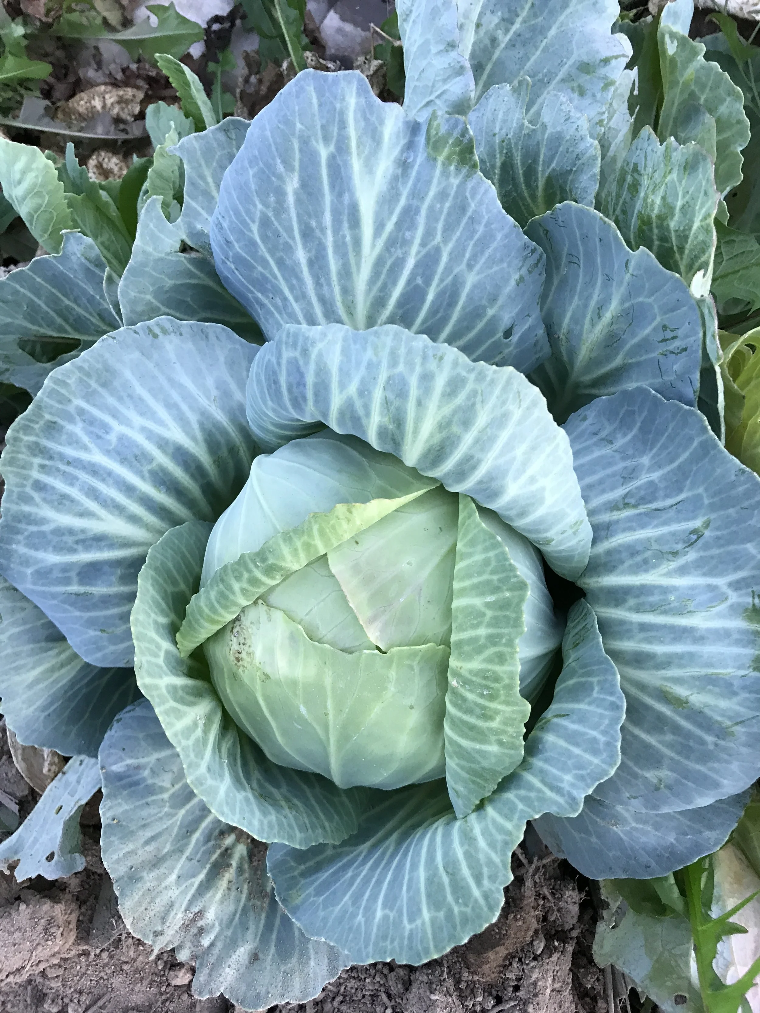 Cabbage