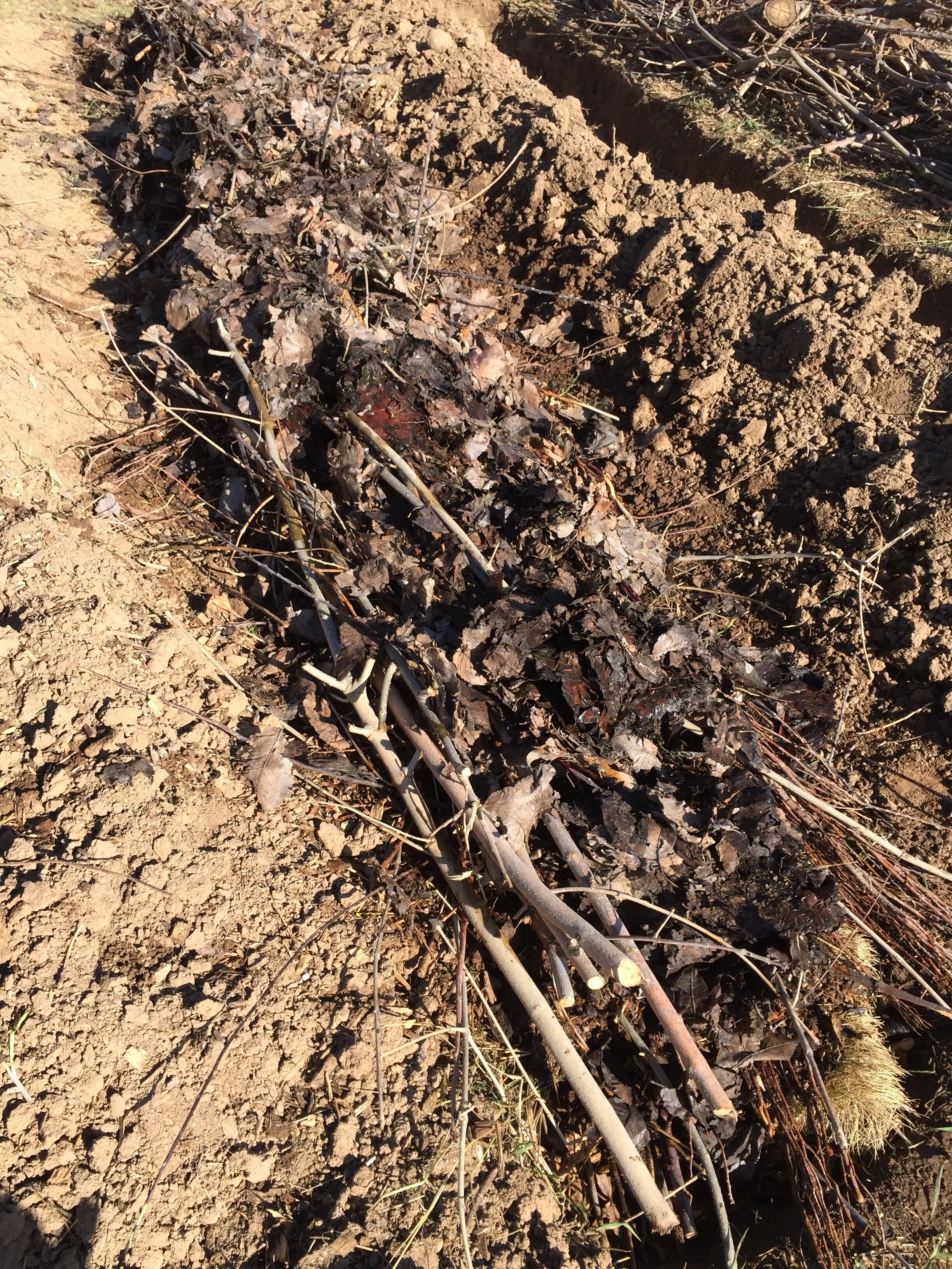 Old moldy leaves are invaluable and we need more!!