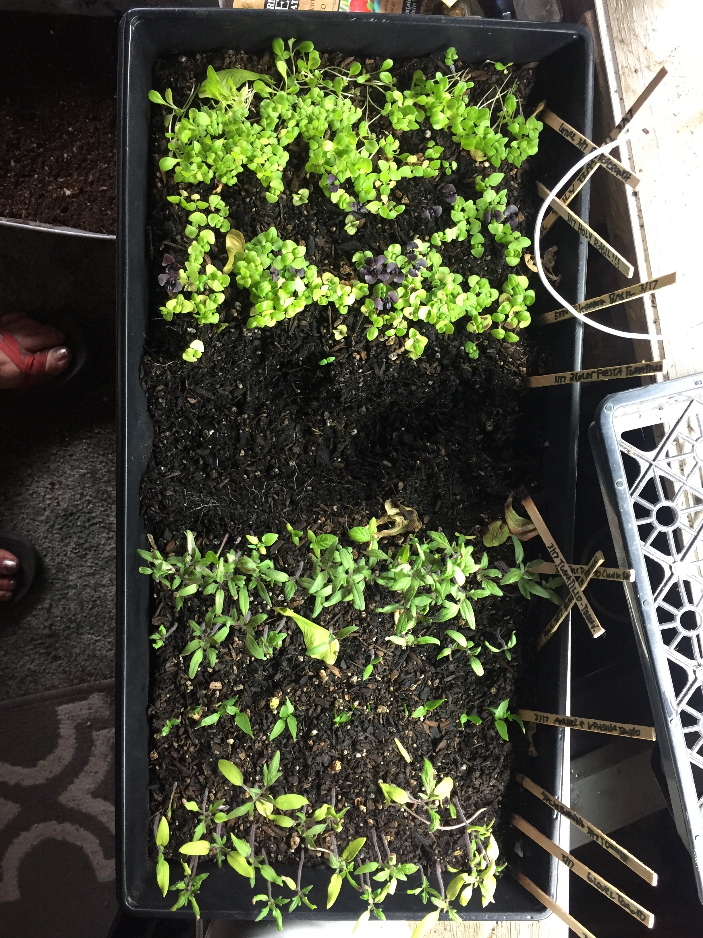 Densely planted seed starts Saturday 4/24
