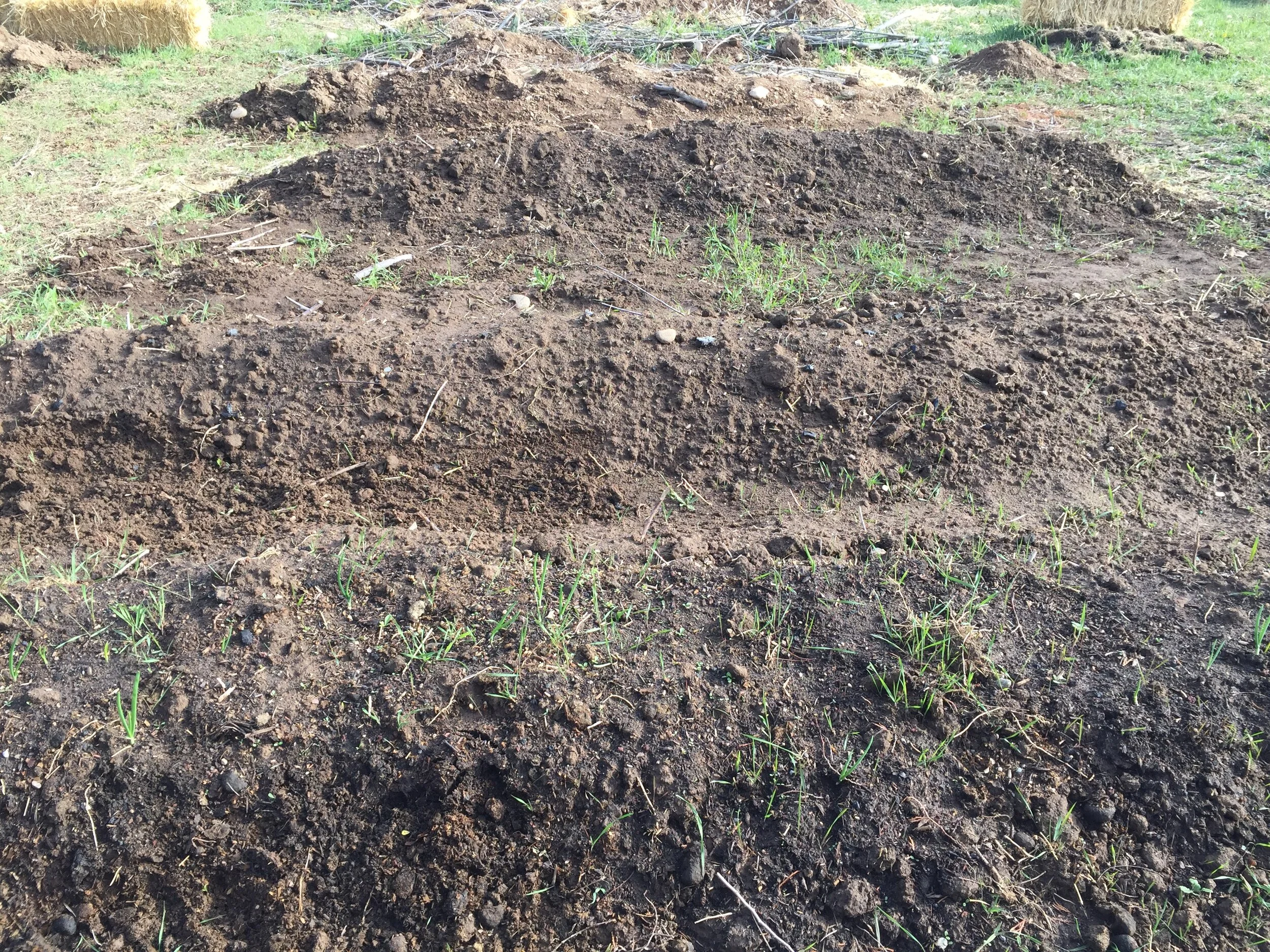 Note weeds on row 1, and in between.