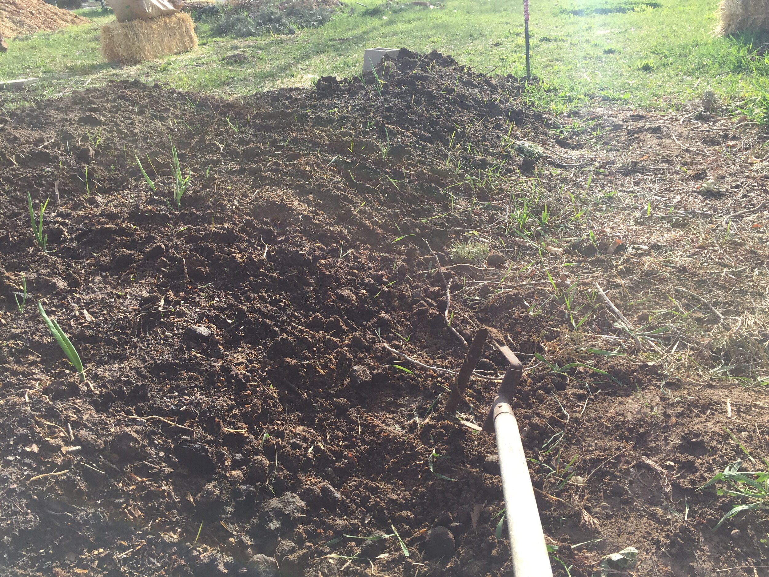 Used the “action hoe'“ to loosen soil and weeds. Individually pulled weeds out by the root.