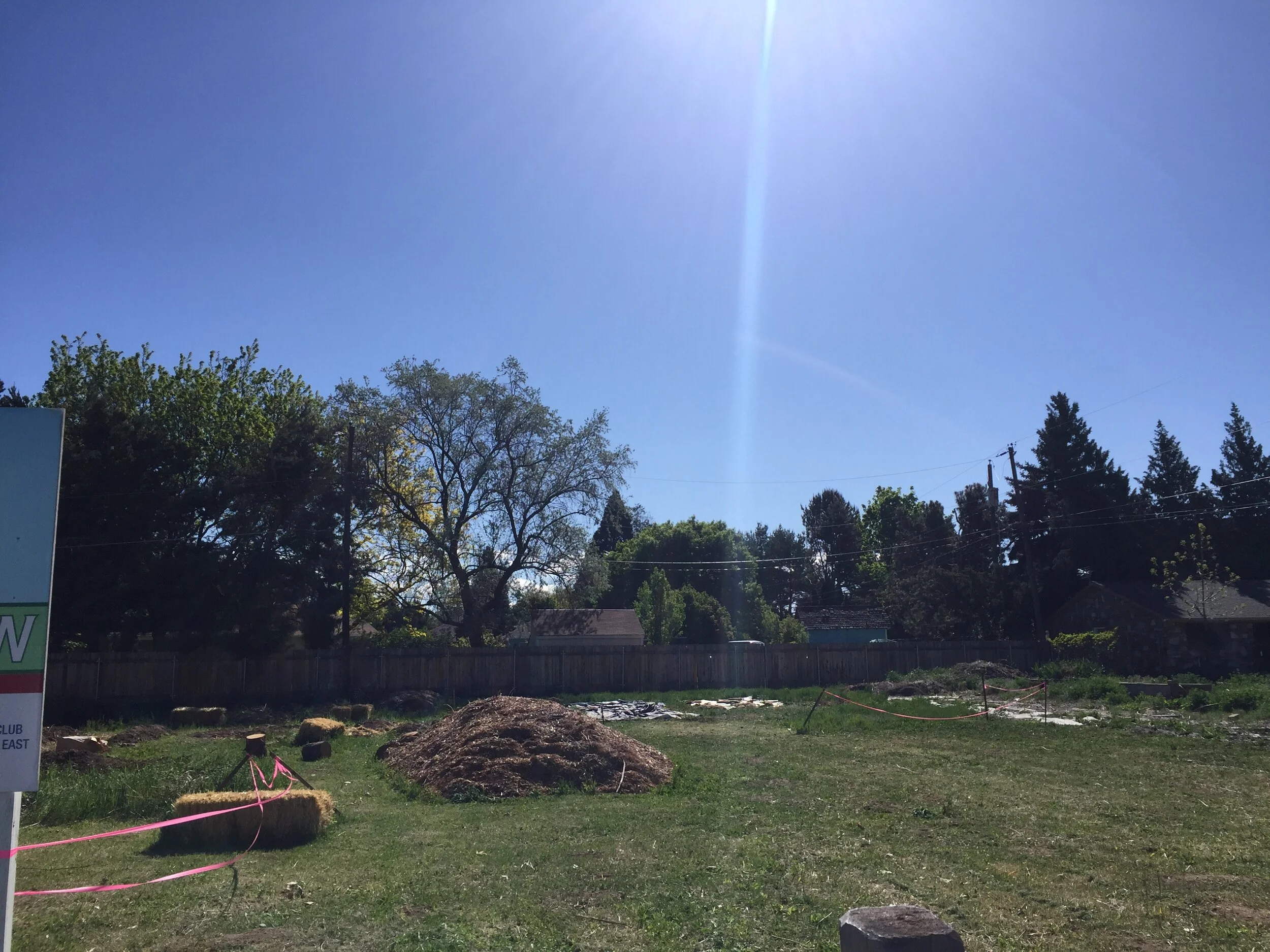 Lawn mowed Saturday morning! 🥸Could be garden in disguise…