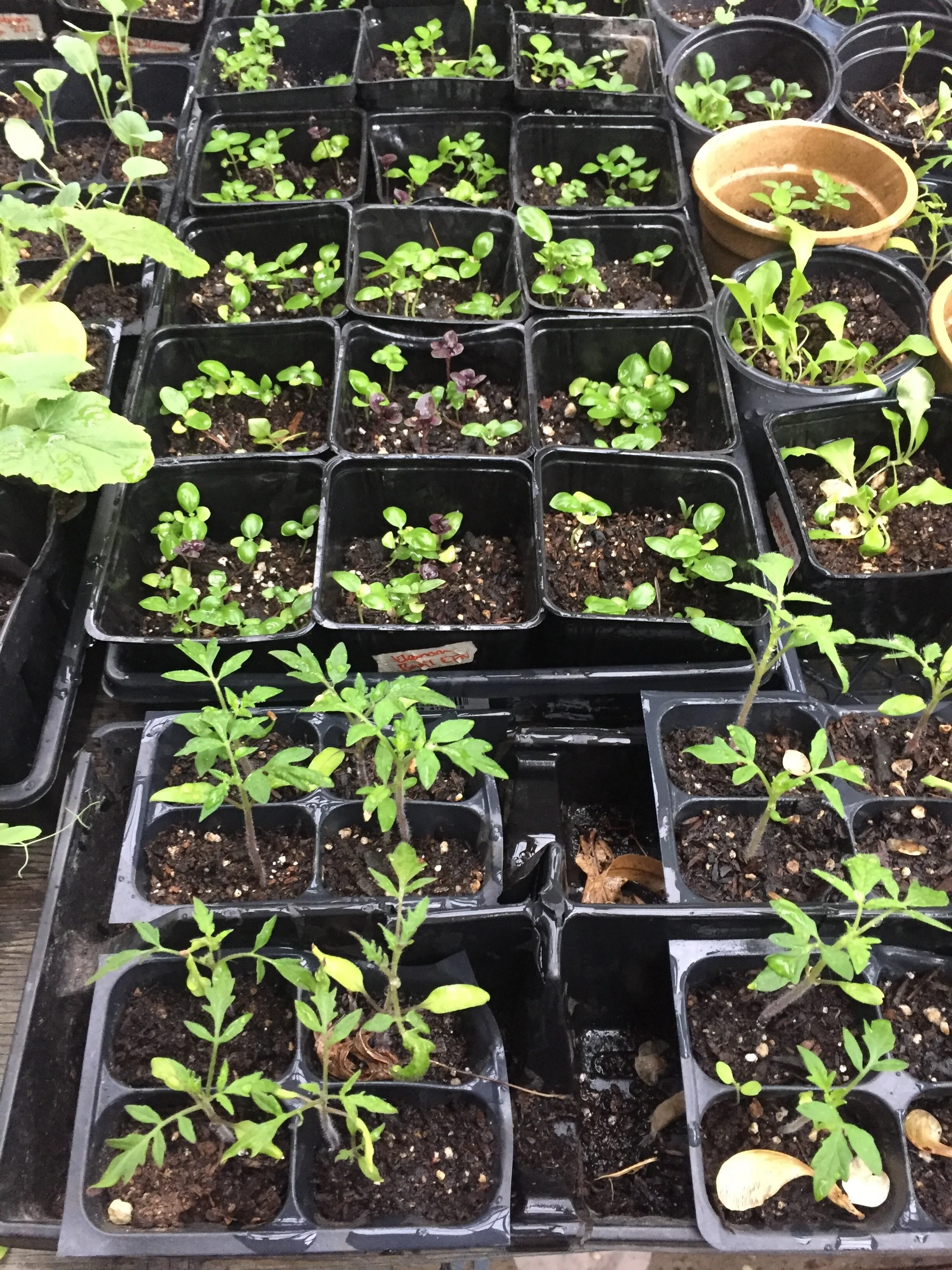 Seedlings