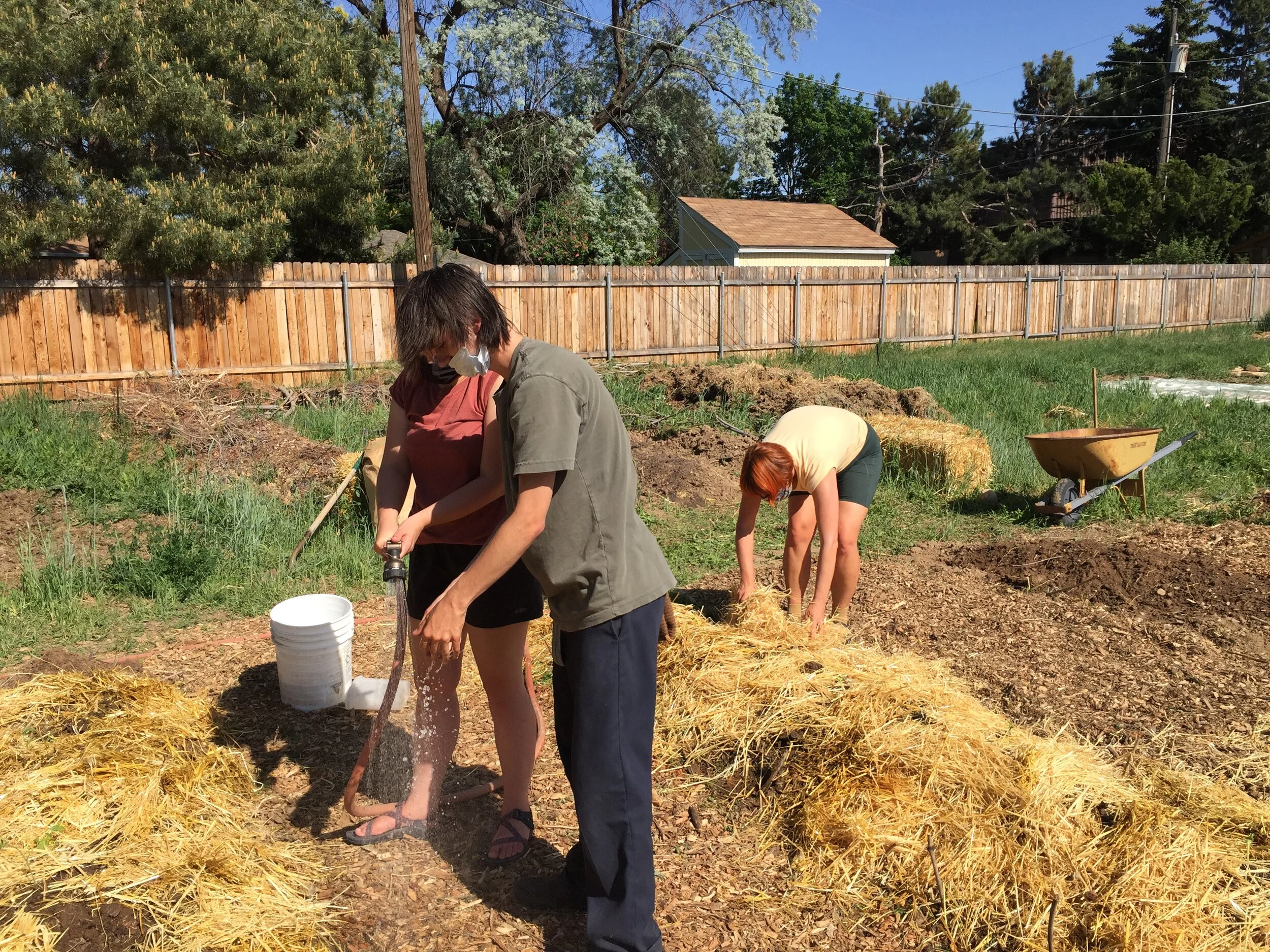 Plant Starts &amp; Seeds