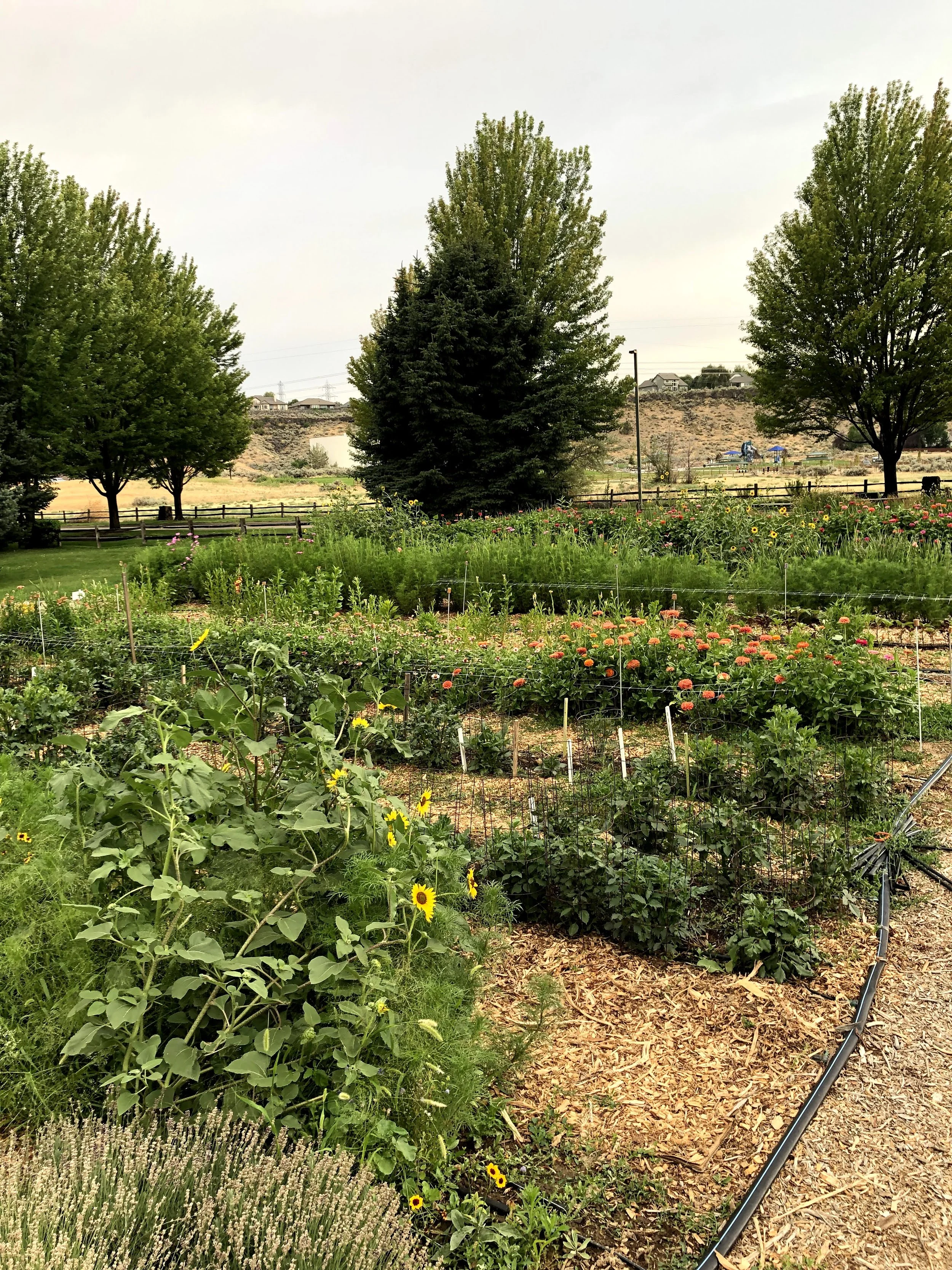 Surprise Valley Garden Early Summer