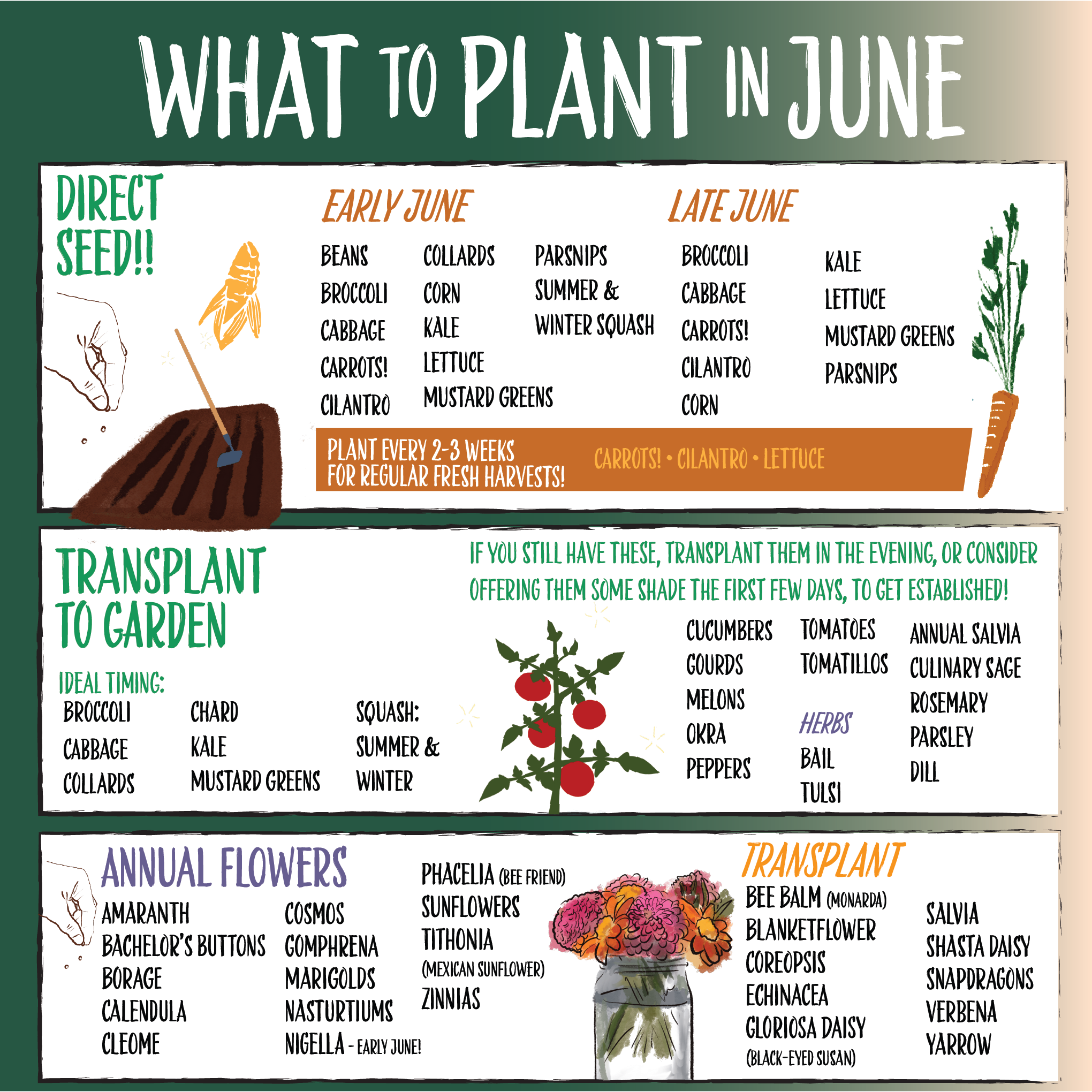What to Plant in June
