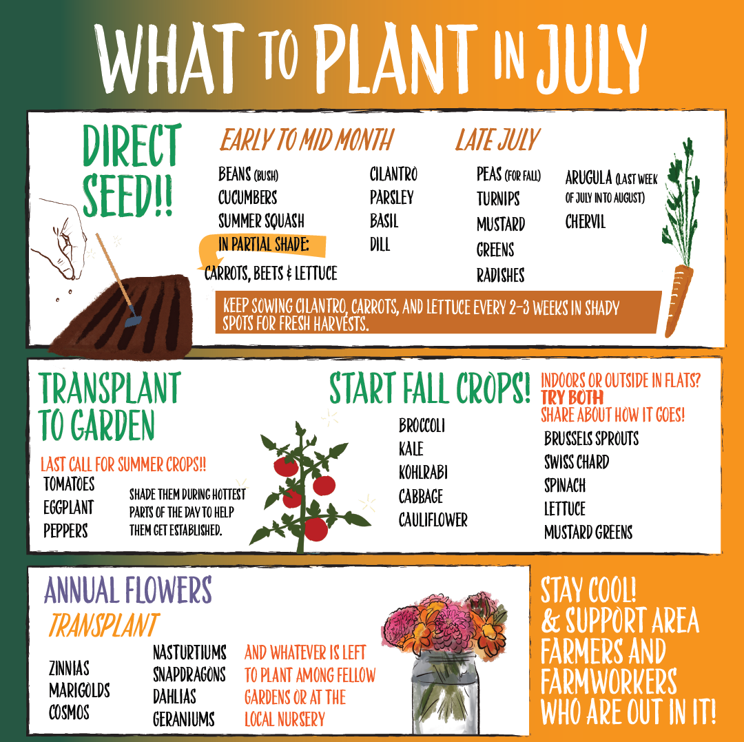 What to Plant in July (and Why It’s Not Too Late to Start!)