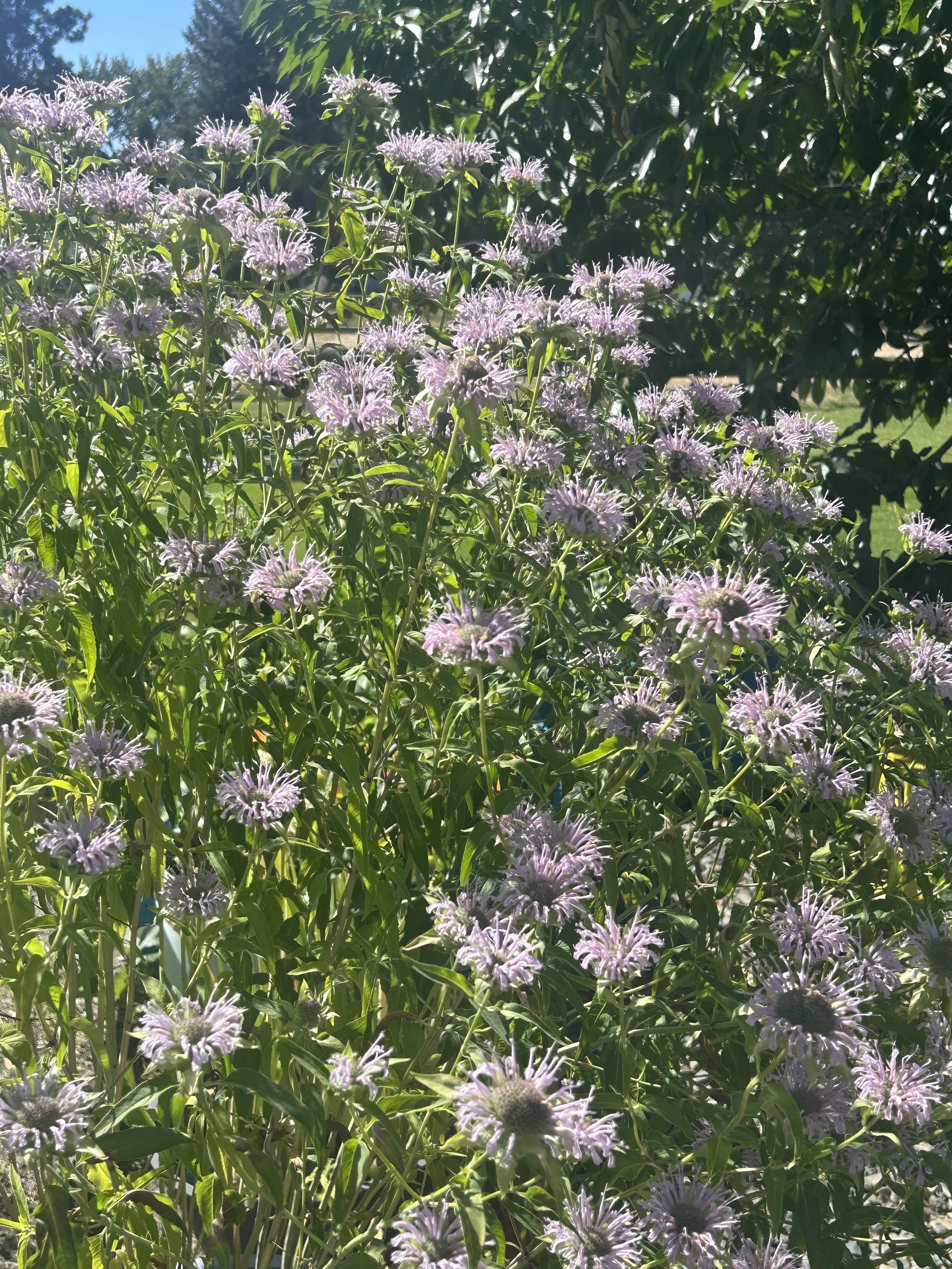 IMG_5765.jpeg