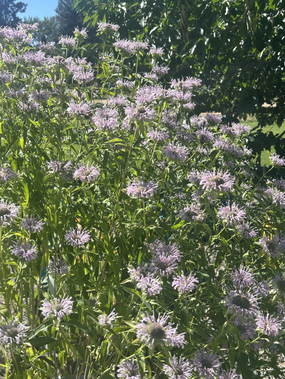 IMG_5765.jpeg