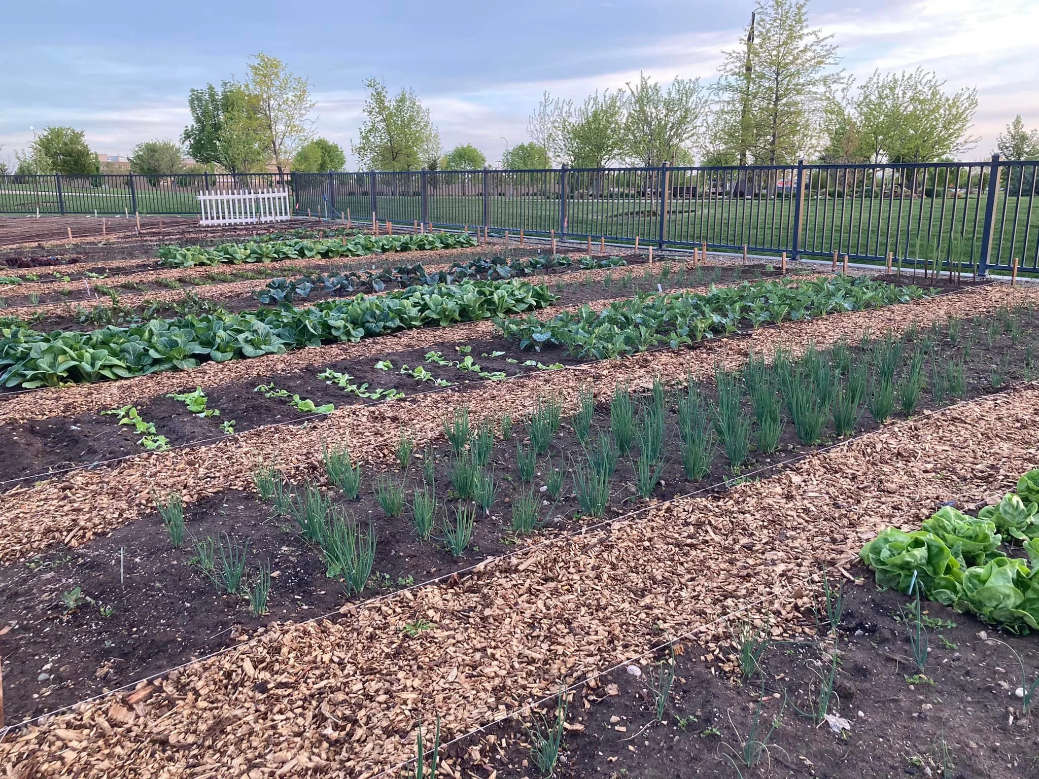 Kleiner+Park++CG+Sprng+Planting.jpg