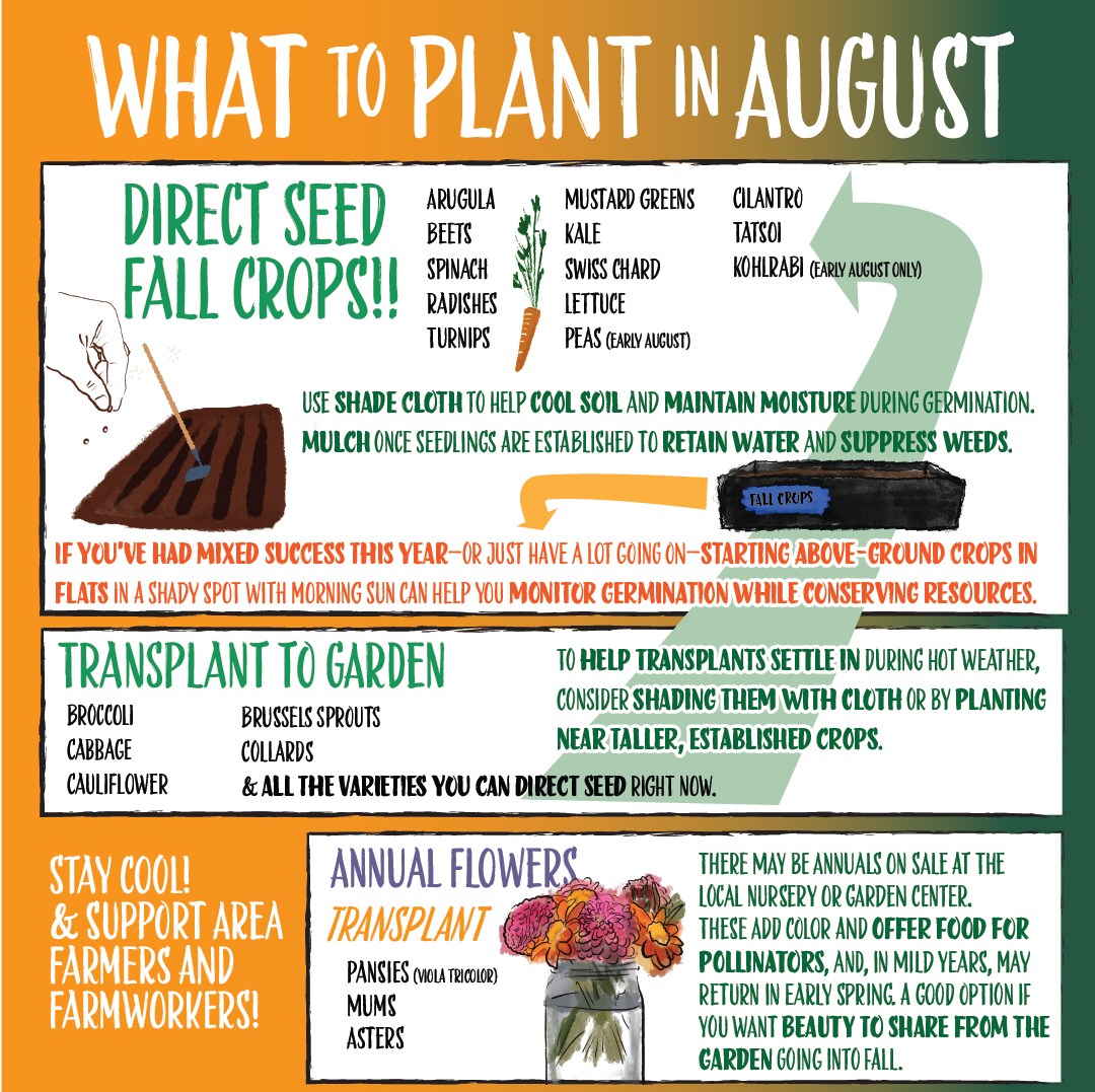 What to Plant in August