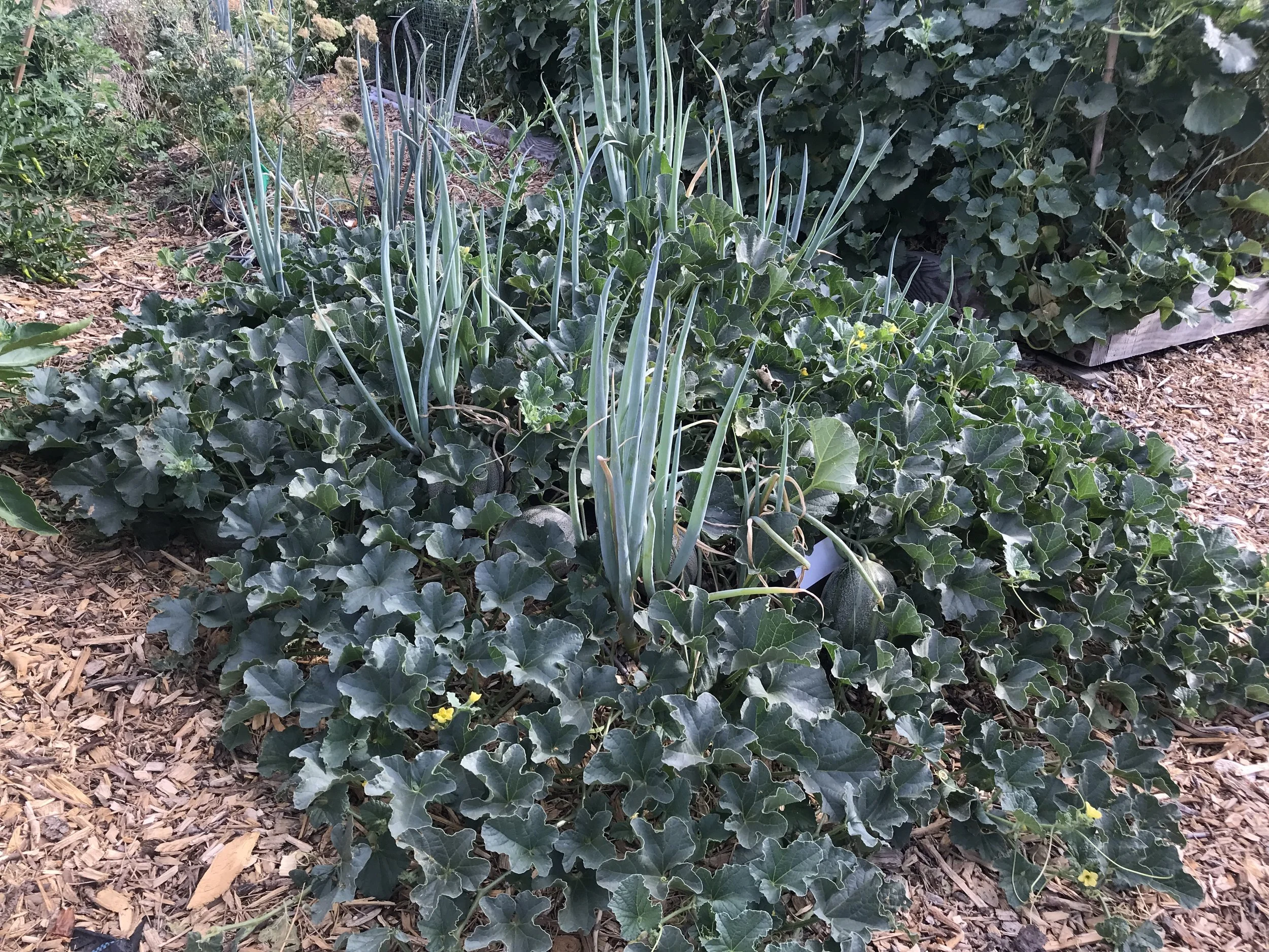 Interplanting Surprise Valley.JPG