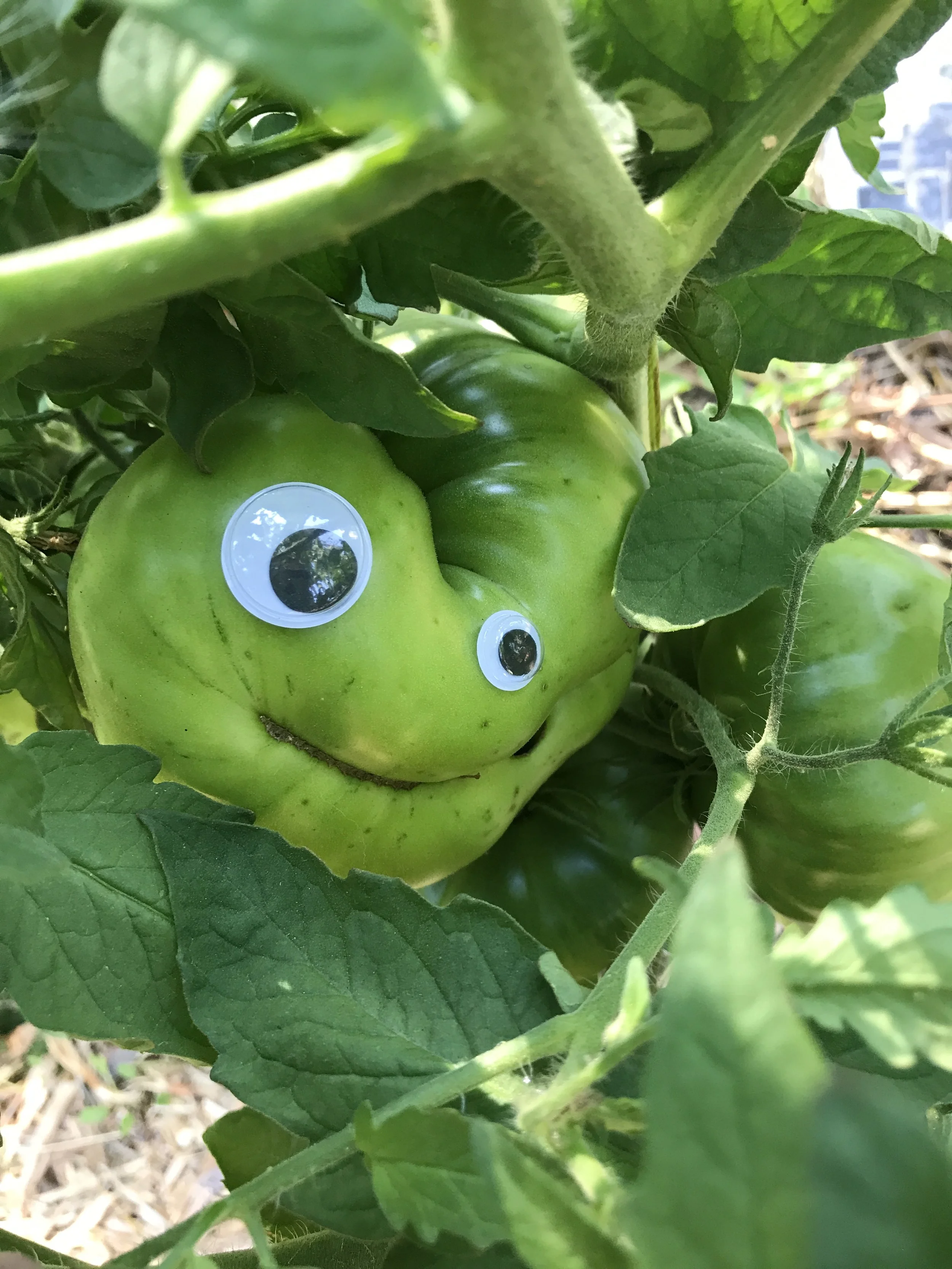 Googly Eyes, Missing Tomatoes, & Stories We Tell About Sharing