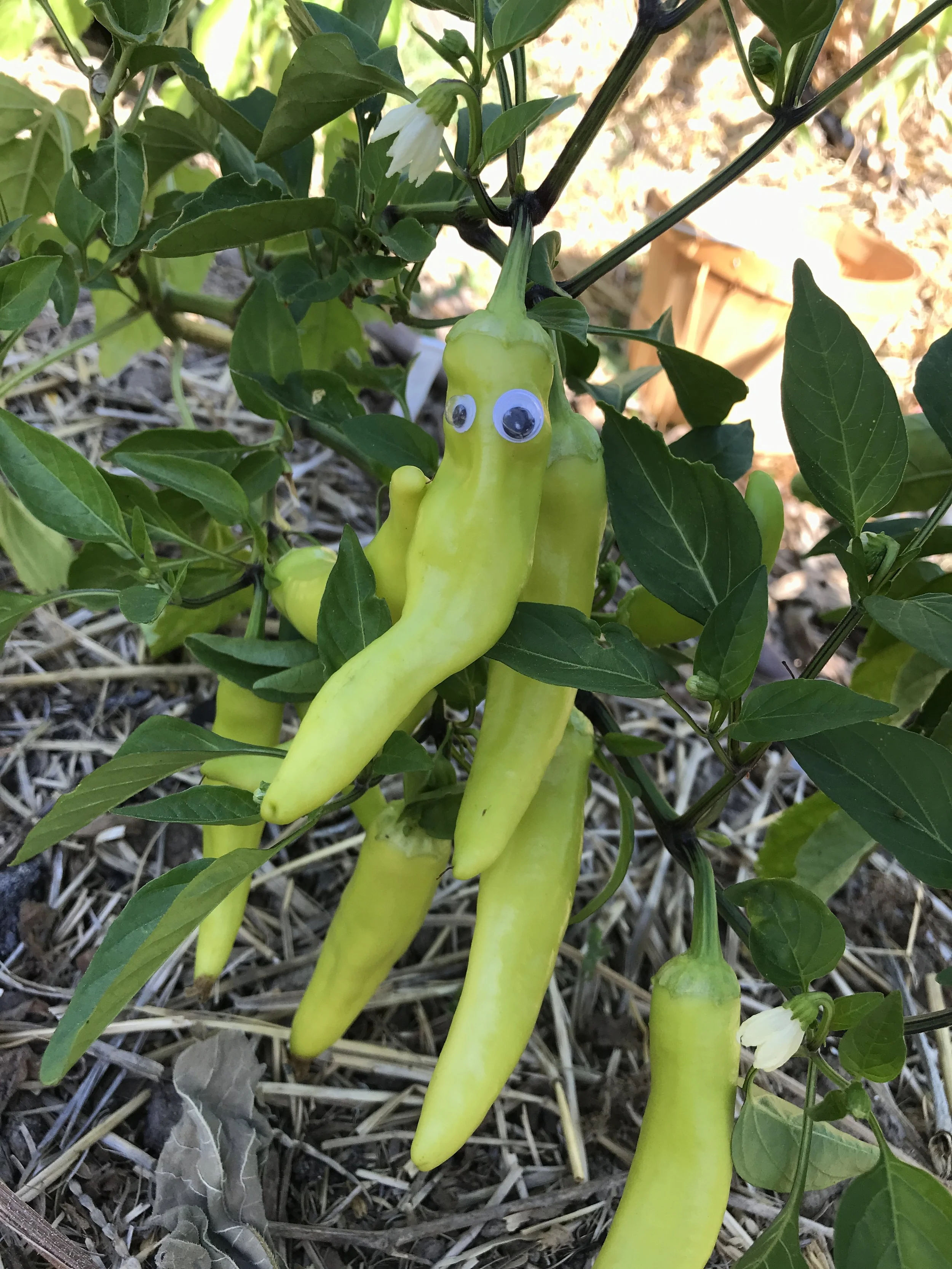 Pepper with Googley Eyes