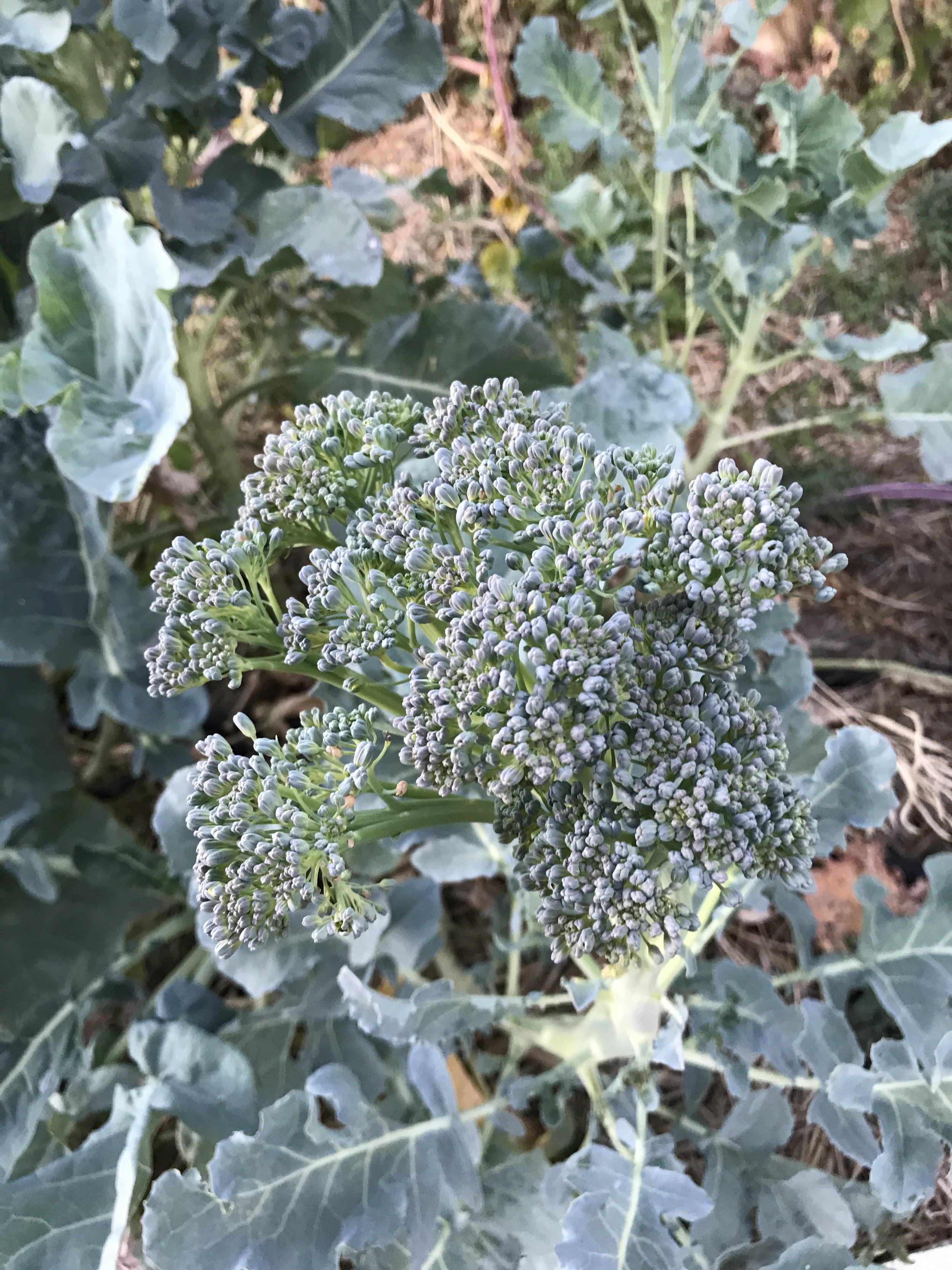 Close-up of broccoli plant in garden