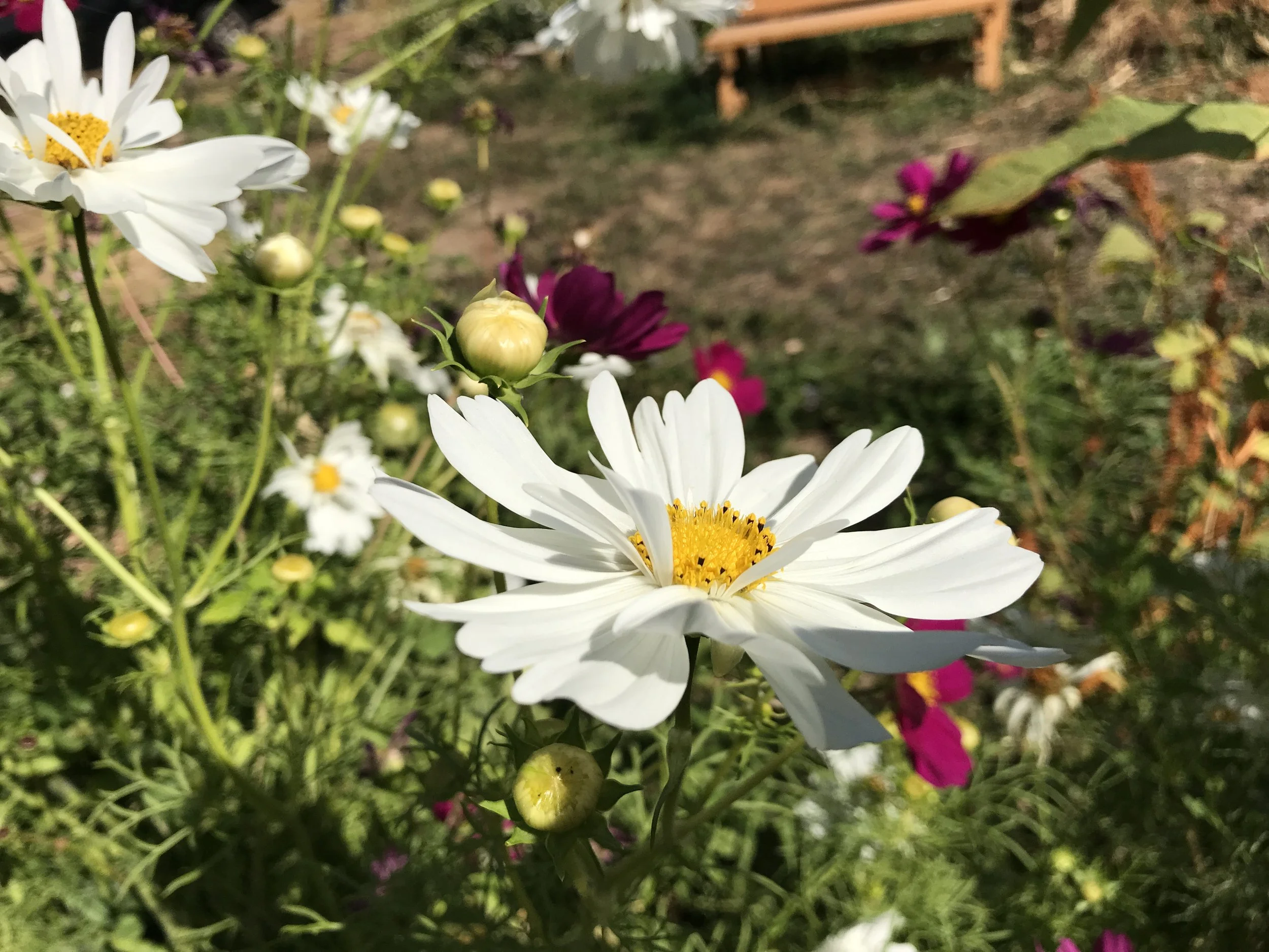 White cosmos flowers in a garden setting with blurred greenery and purple flowers in the background.