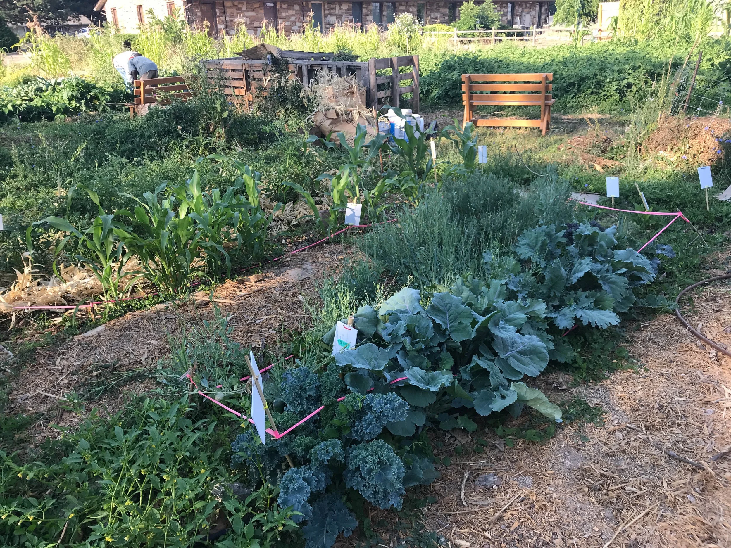 Community garden with various plants, person tending the garden, wooden benches, and compost bins in the background.
