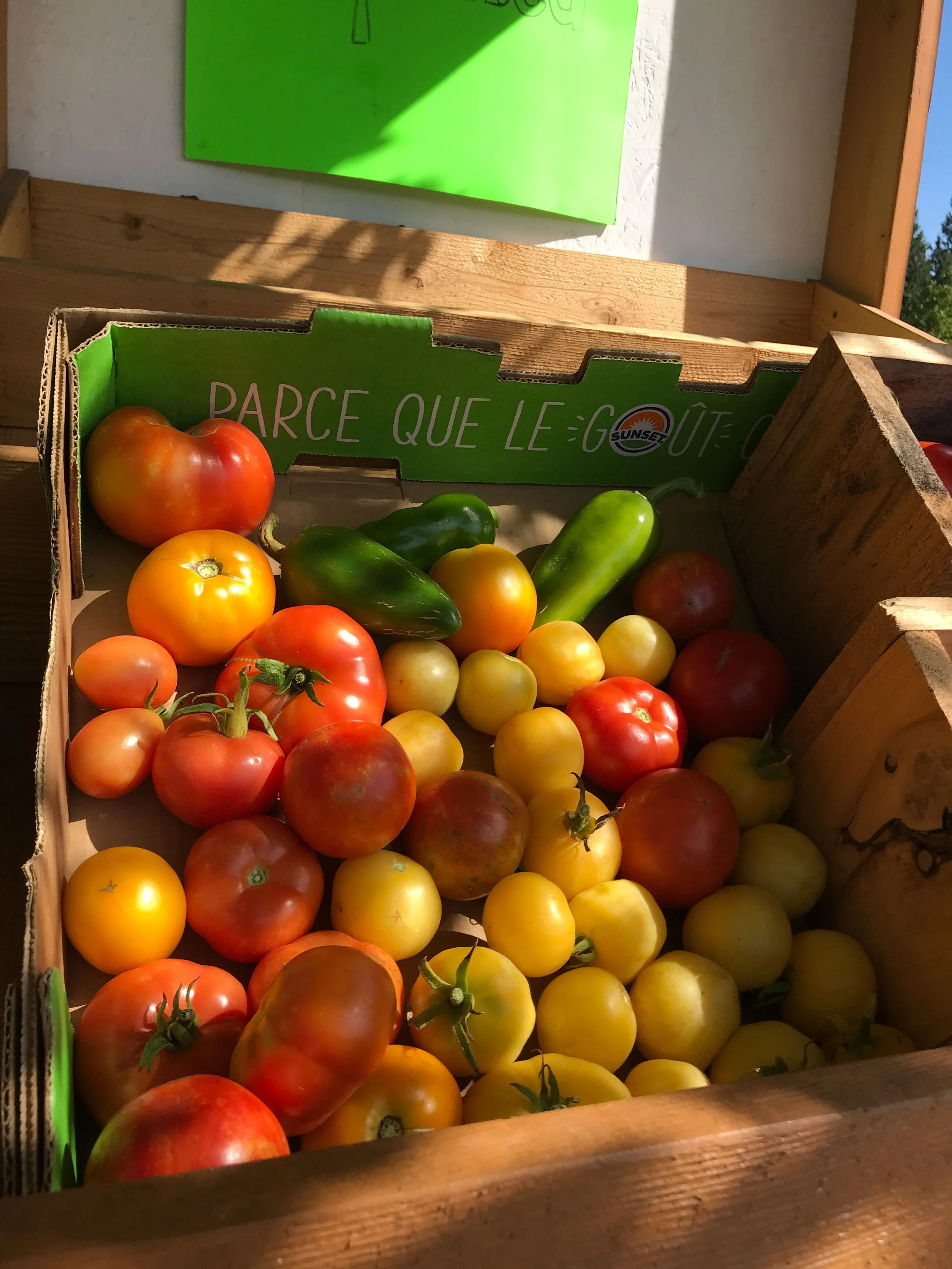 Box of assorted colorful tomatoes with green peppers