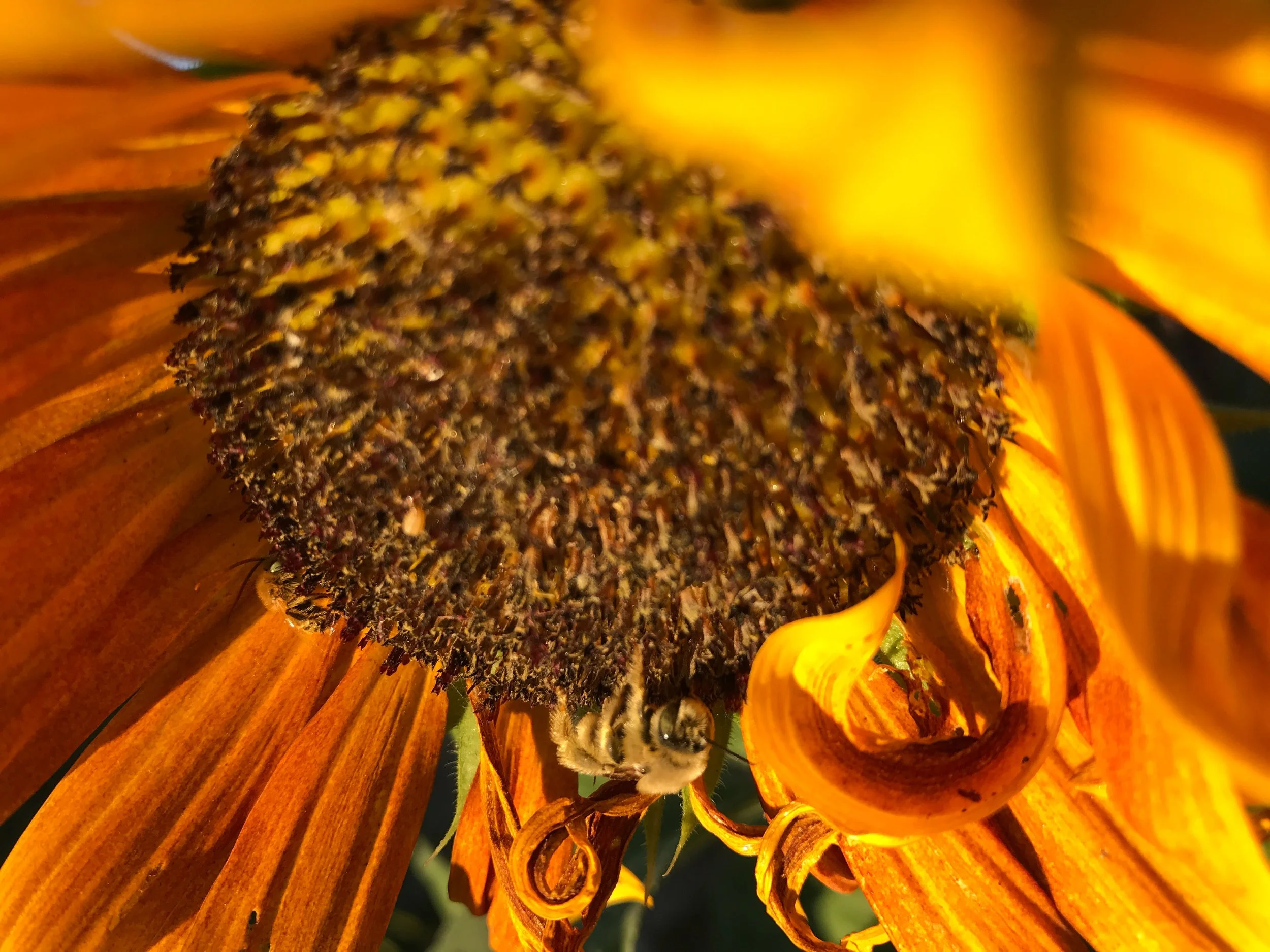 Close-up of a sunflower with vibrant orange petals and a bee collecting pollen.