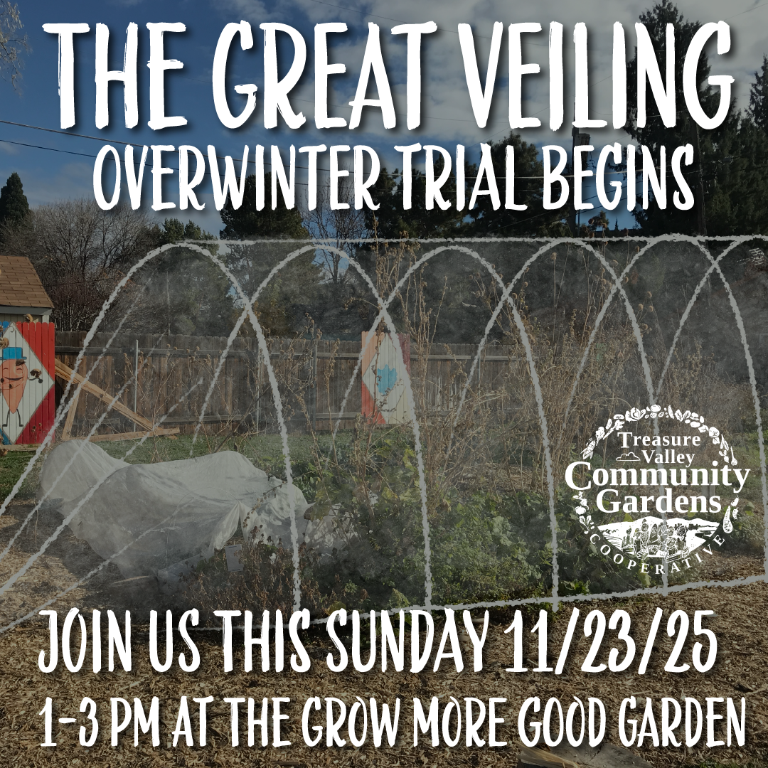 The Great Veiling part 1 Overwinter Trial