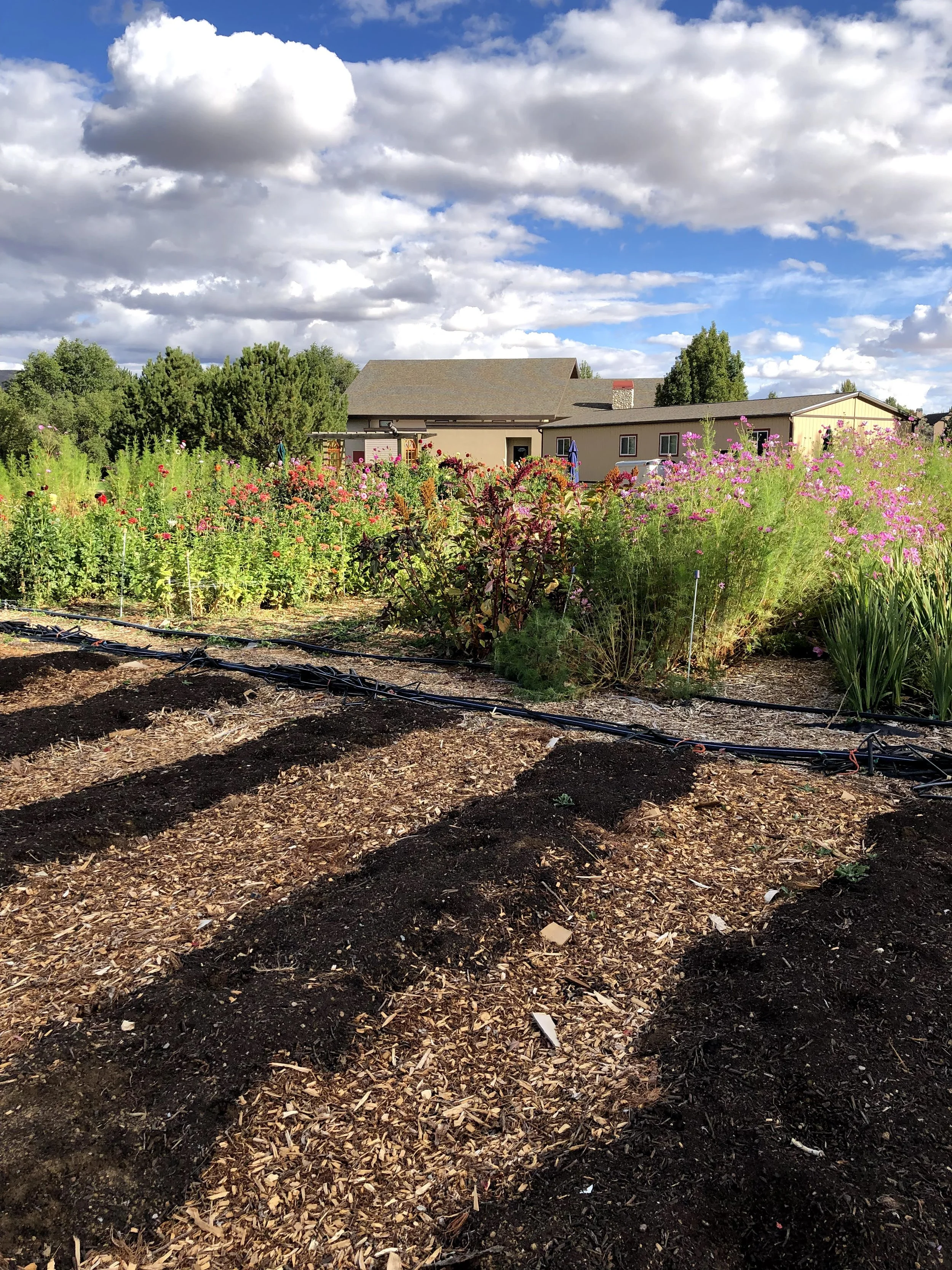 New Plots