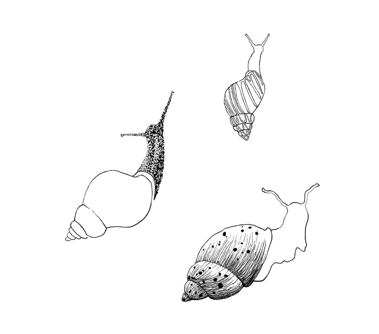 3snails_1600_c_1600_c.jpg