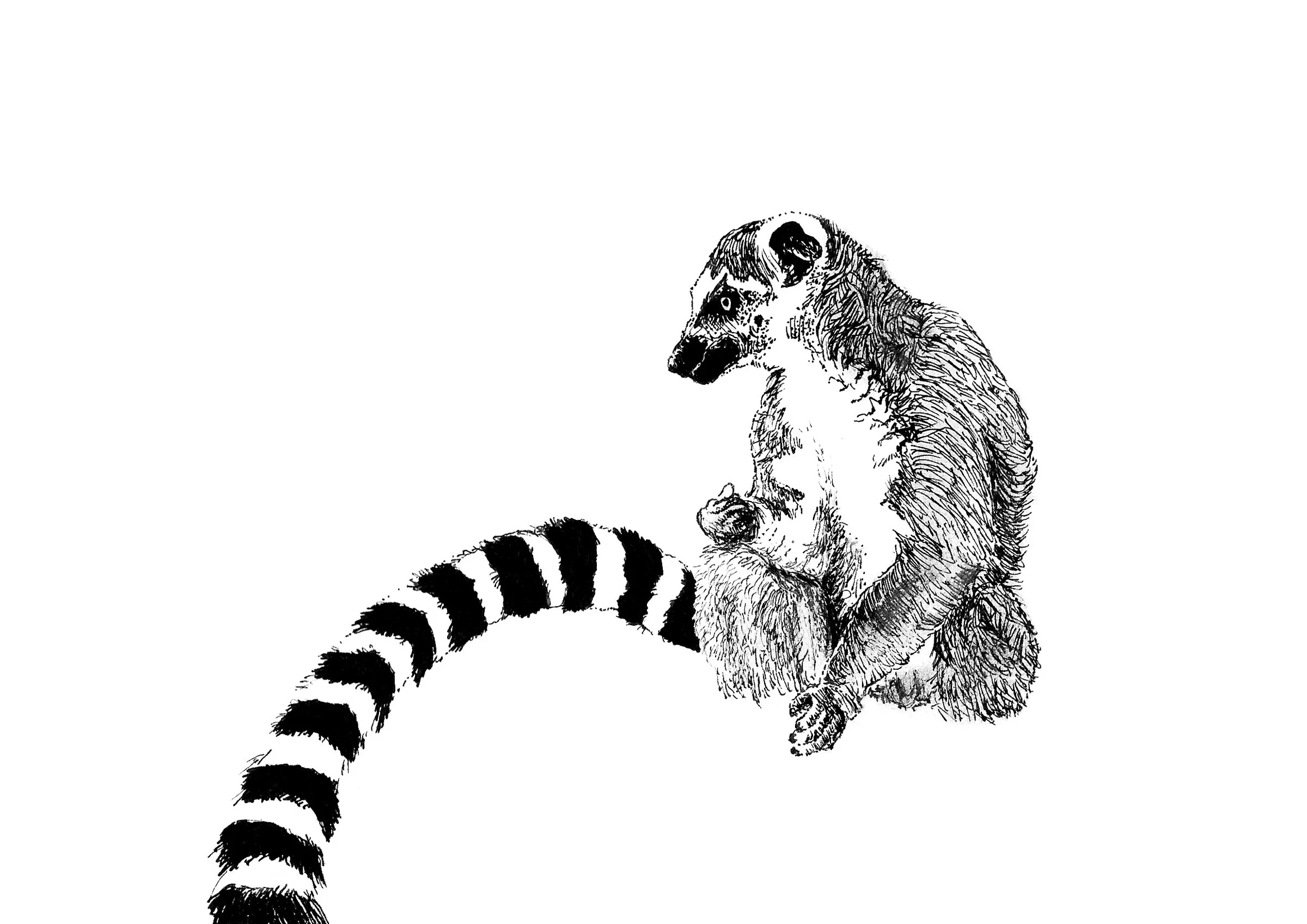 lemur.jpg