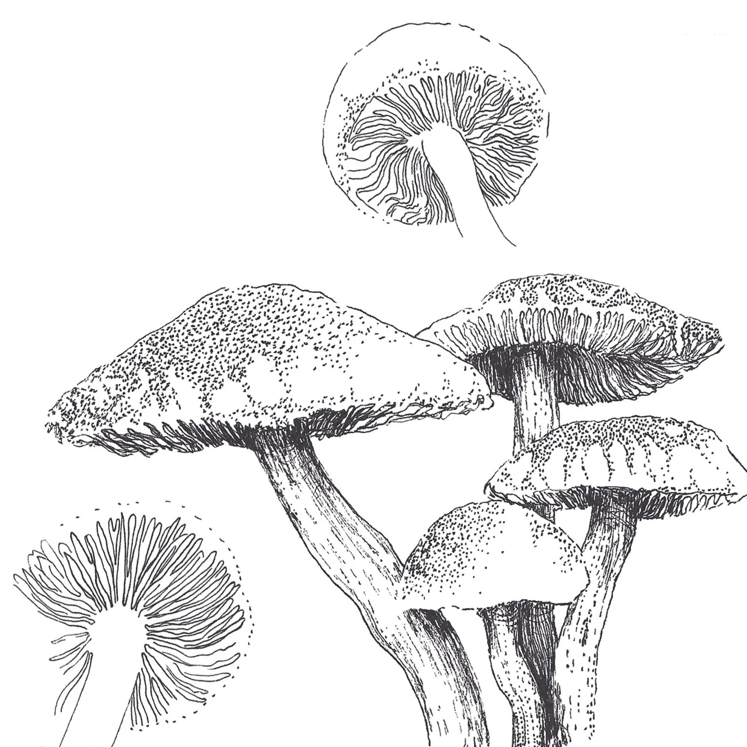 mushyroomies copy.jpeg