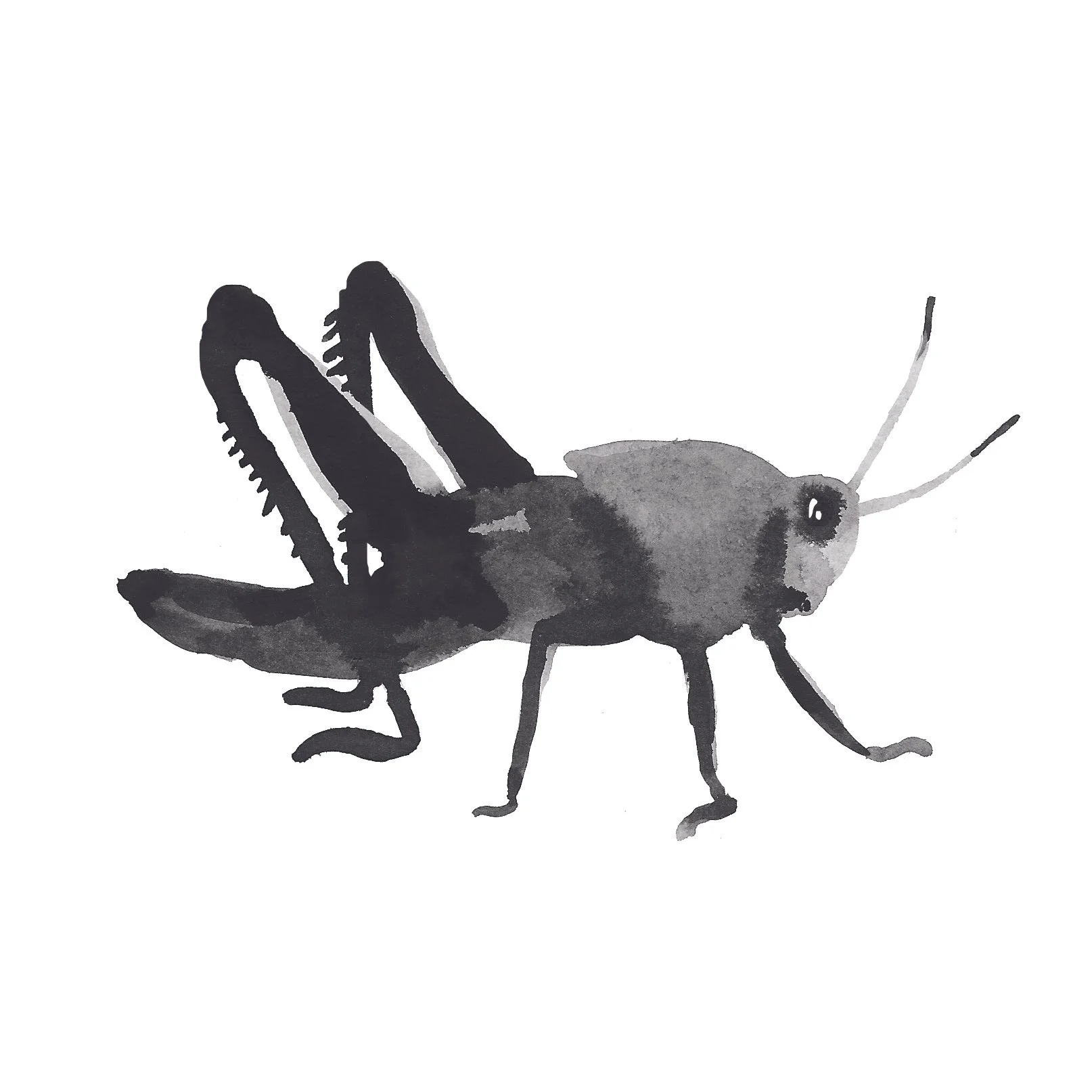 grasshooper copy.jpeg