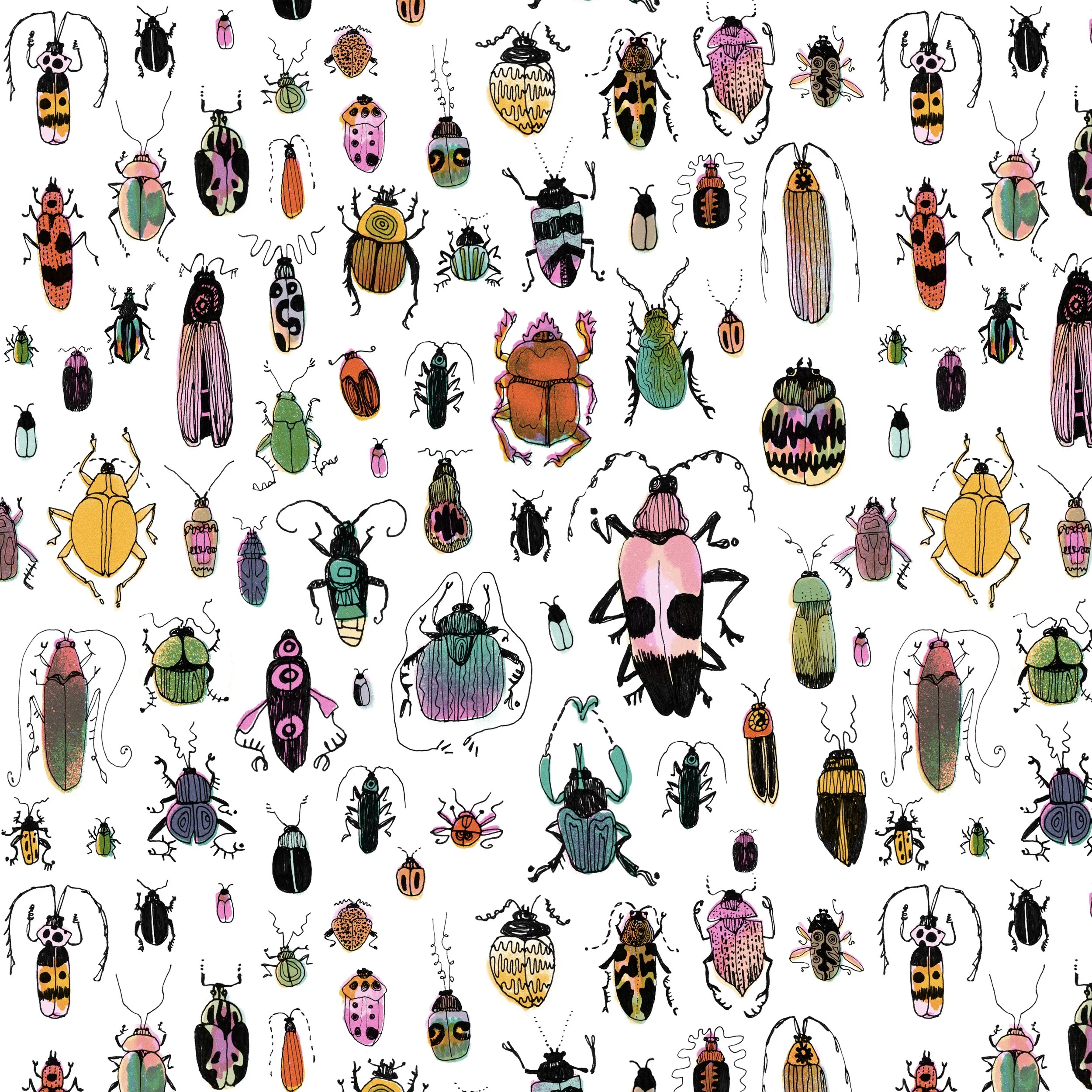 Beetle Diversity Pattern
