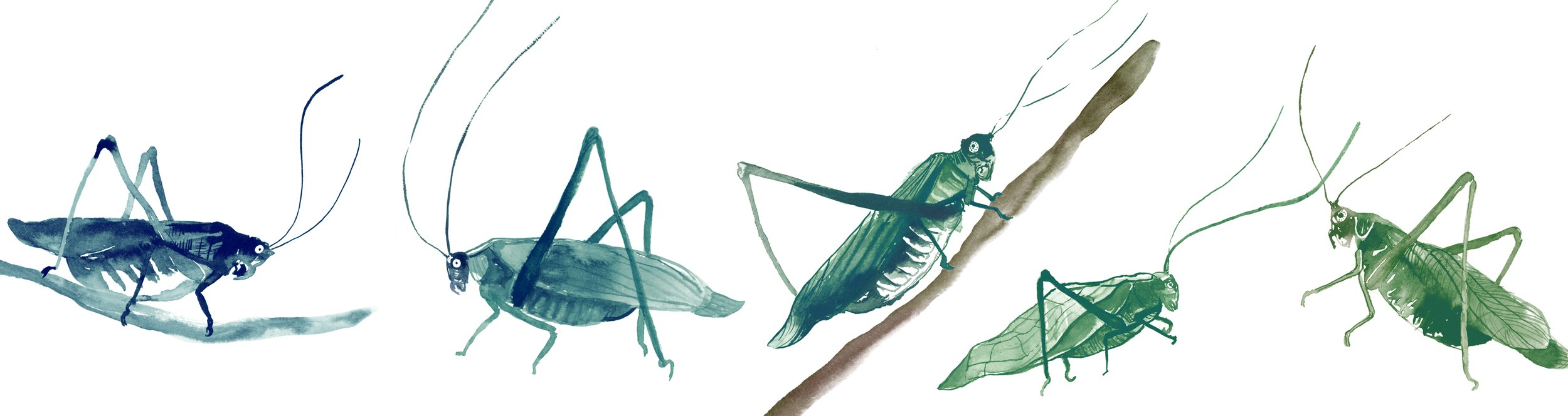 katydids.jpg