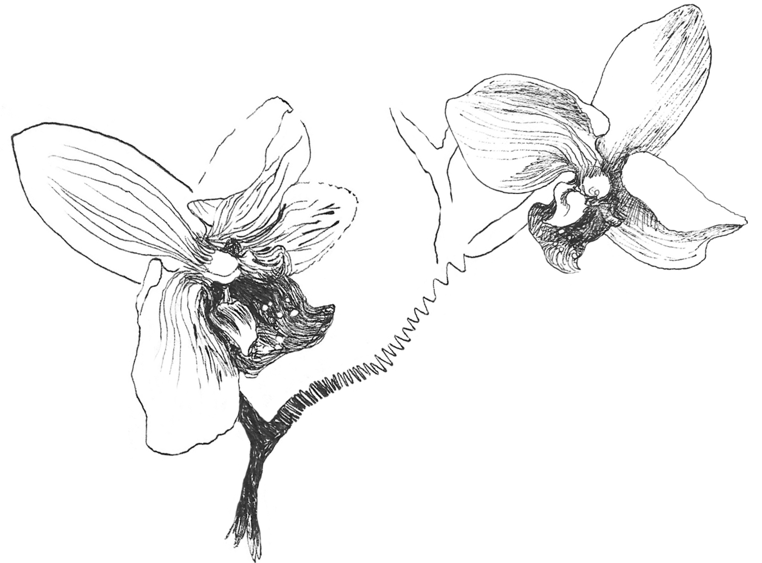 Organic Studies