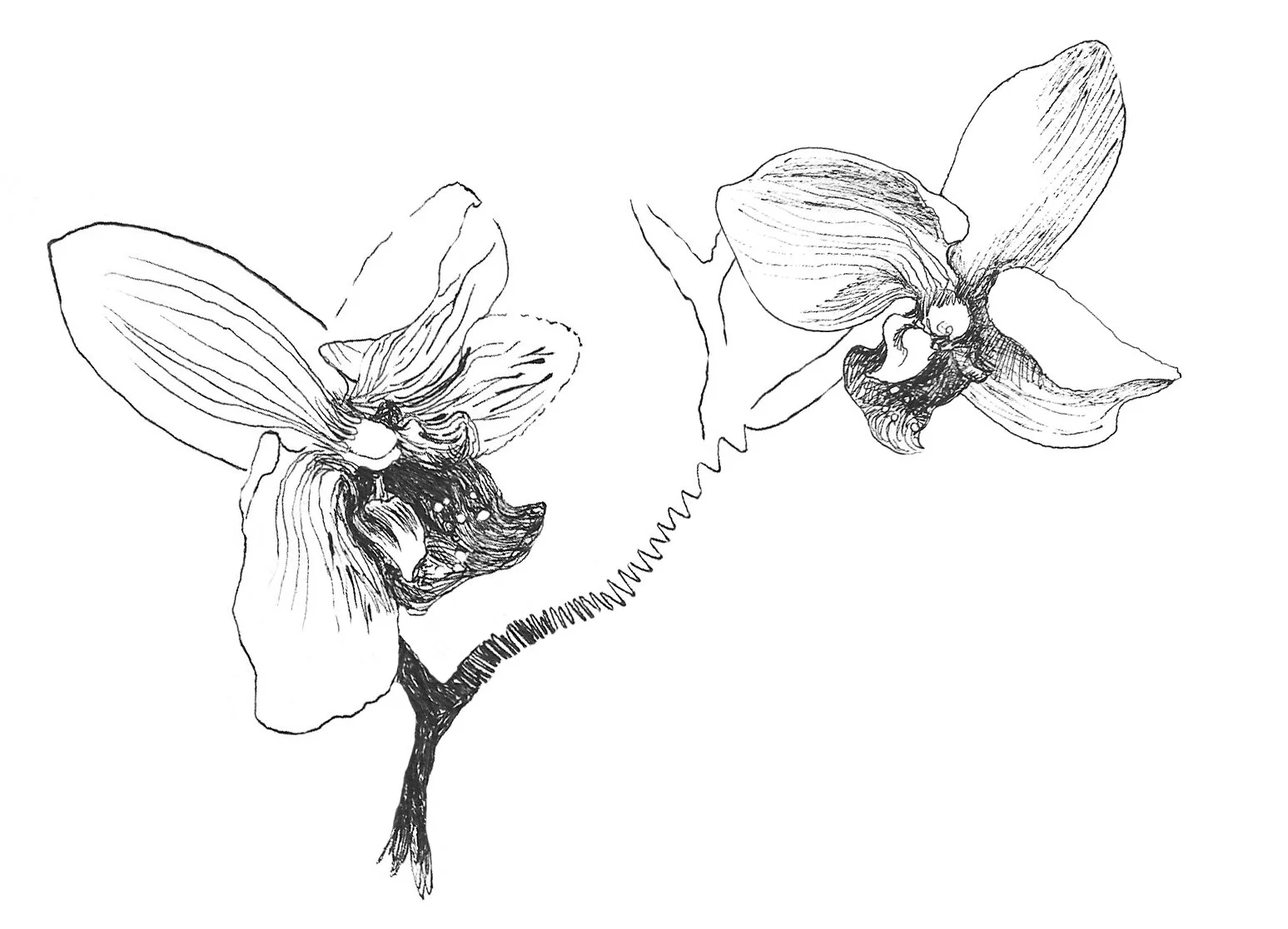 orchid.jpeg