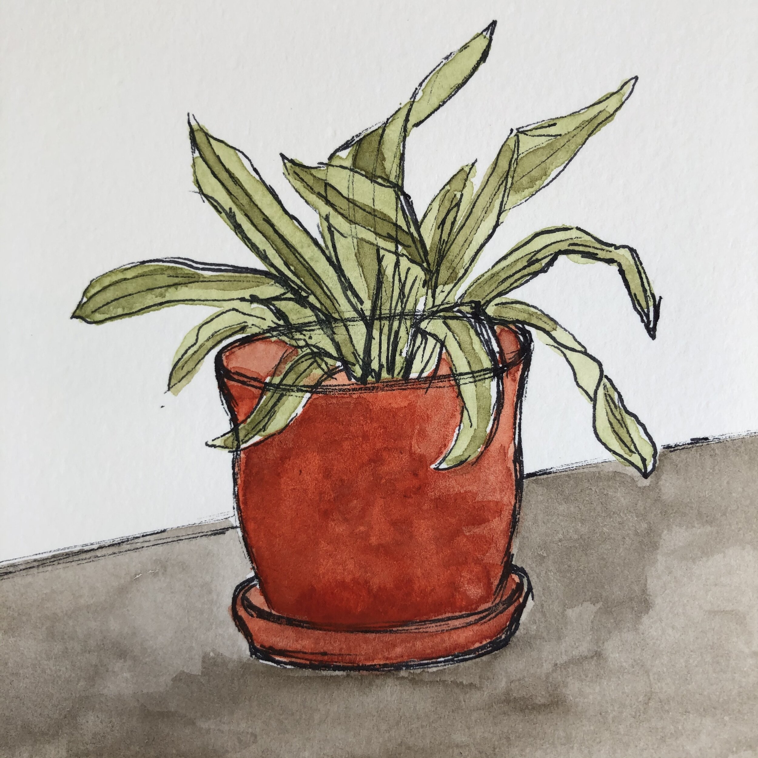 House Plant