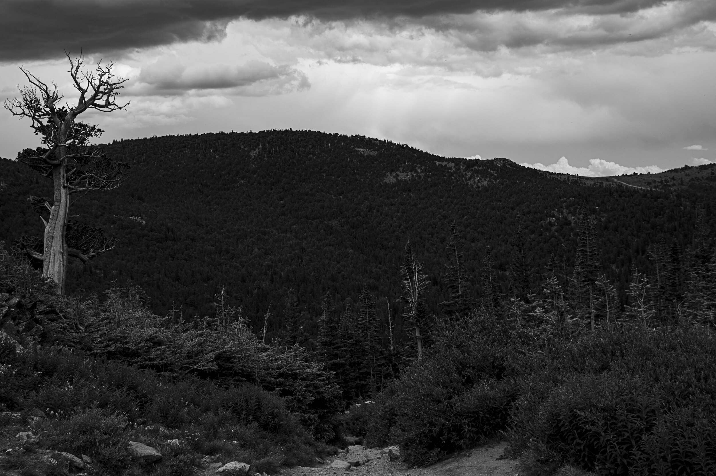 _DSC2971.jpg