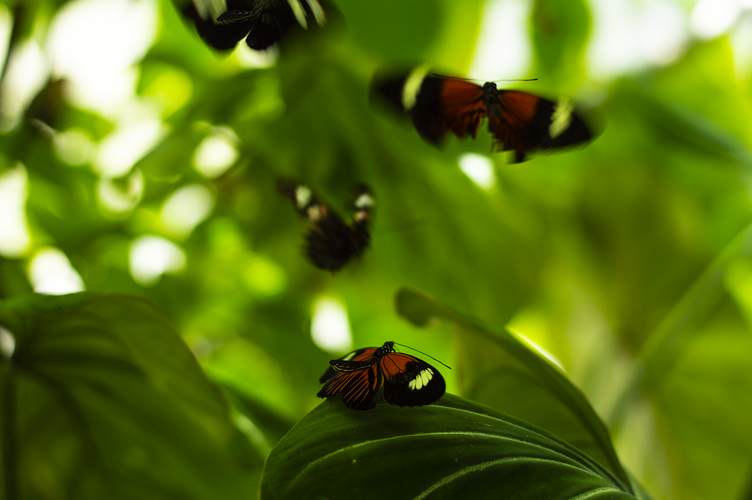 _DSC7195.png