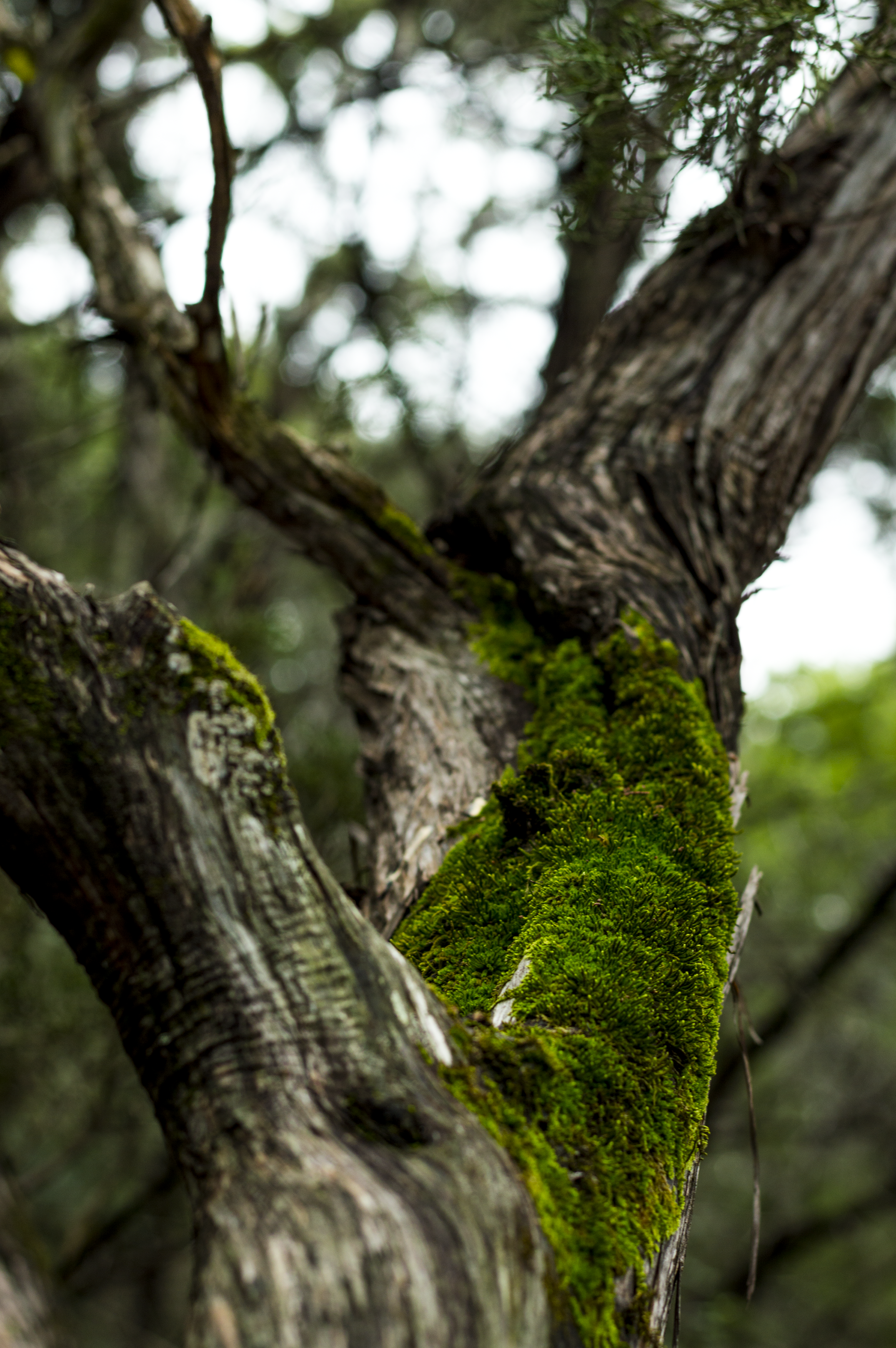 Moss on Tree.png