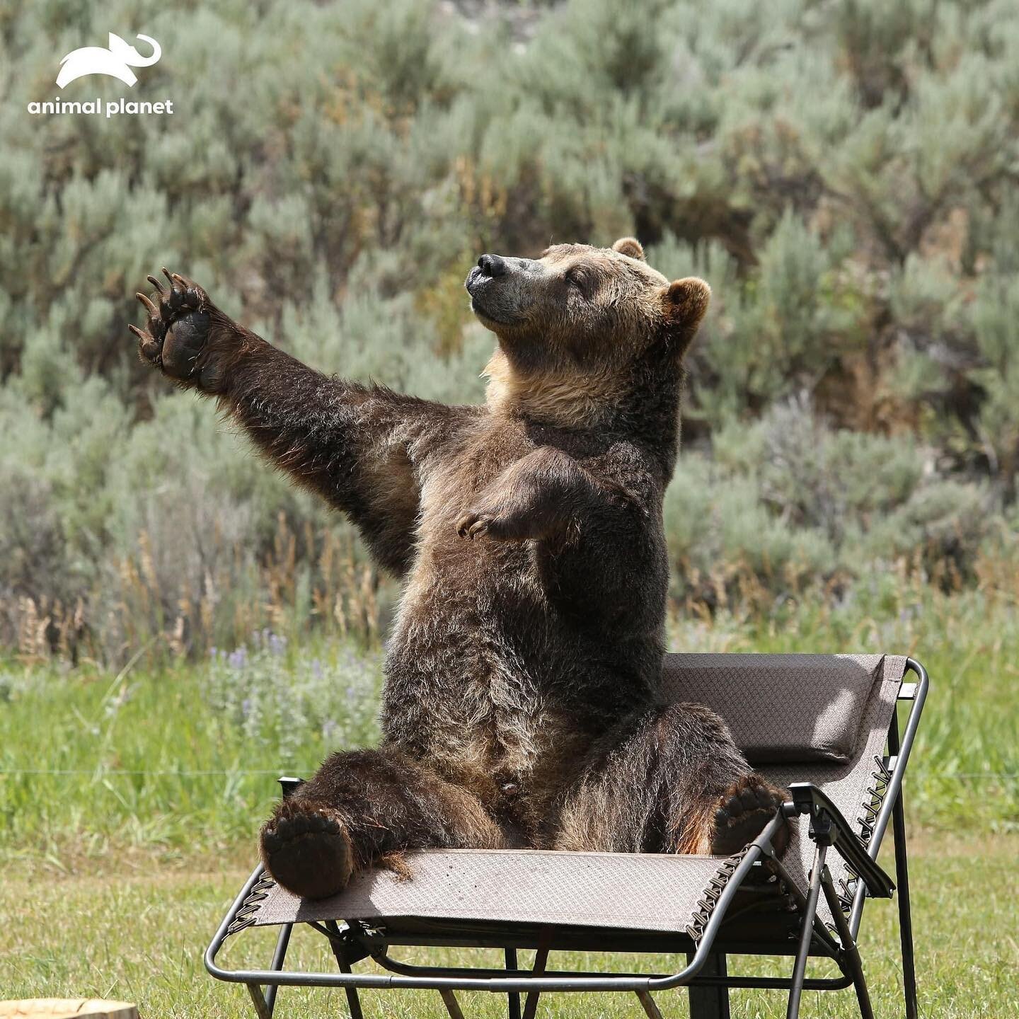 Explain how I cannot get into one of these chairs without it closing up on me and flipping me backwards and on the ground, but the bear&hellip;