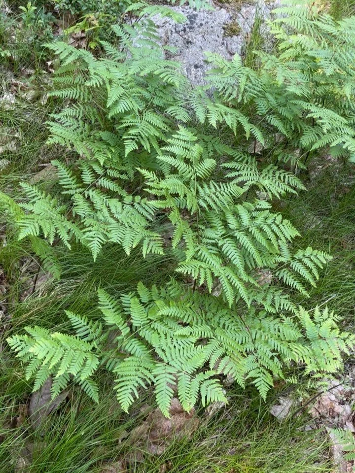 Belated June in the garden 🌿🍃