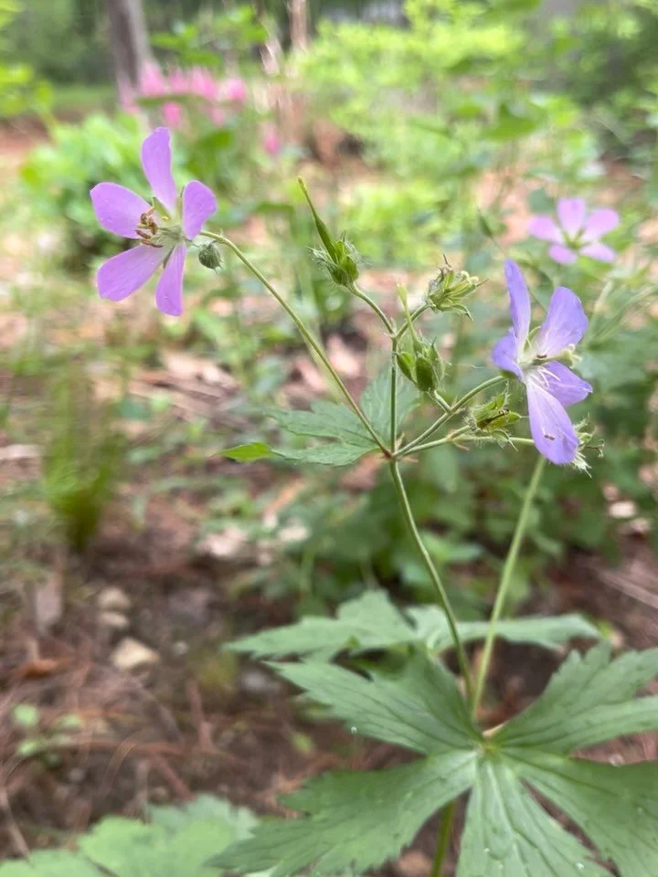 May 🌧️🌿🌱☁️