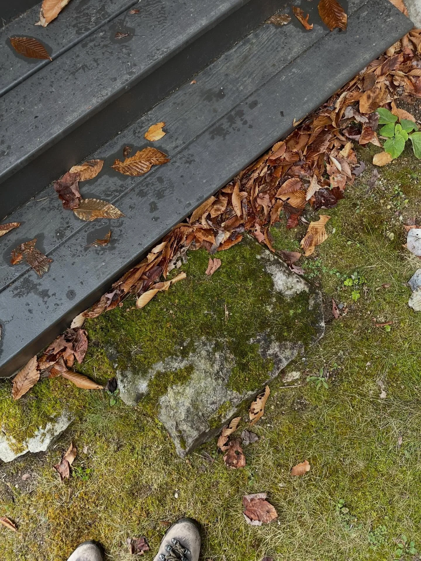 Chilly, mossy, babbling, breezy site exploration with @garlandmill 🌱🌬️