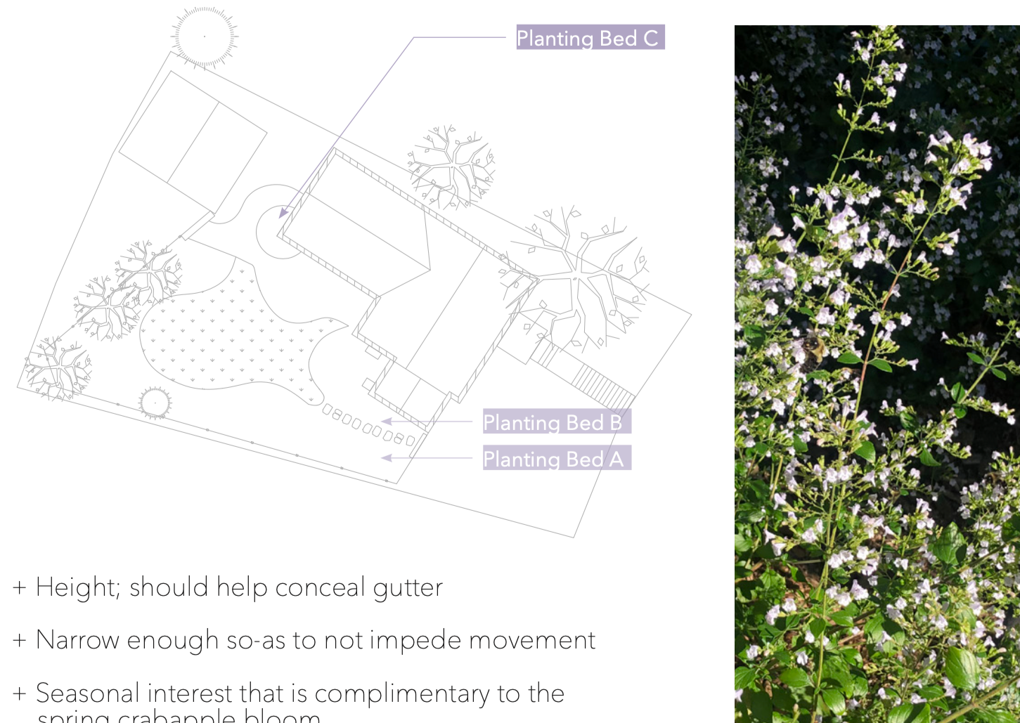 Plant Species Study