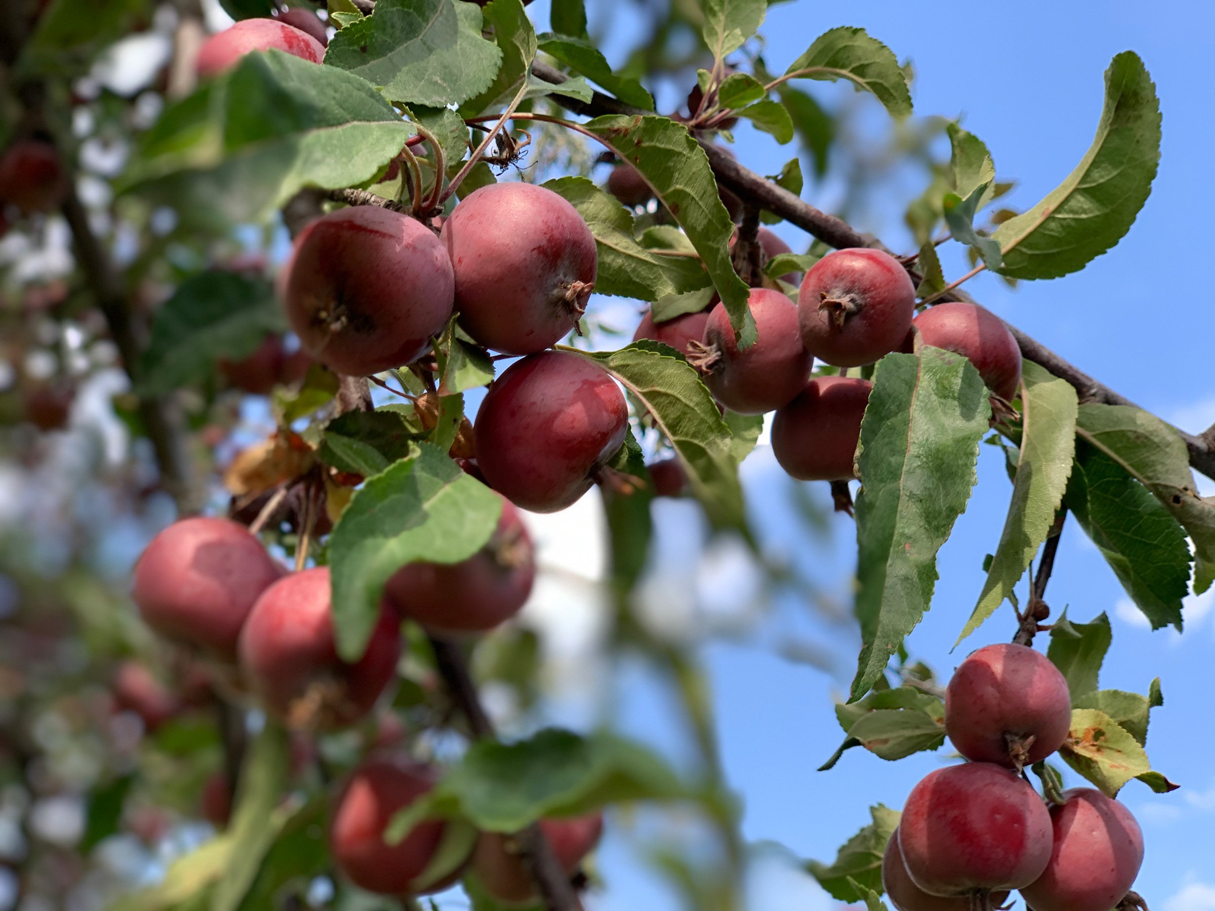 Crabapples