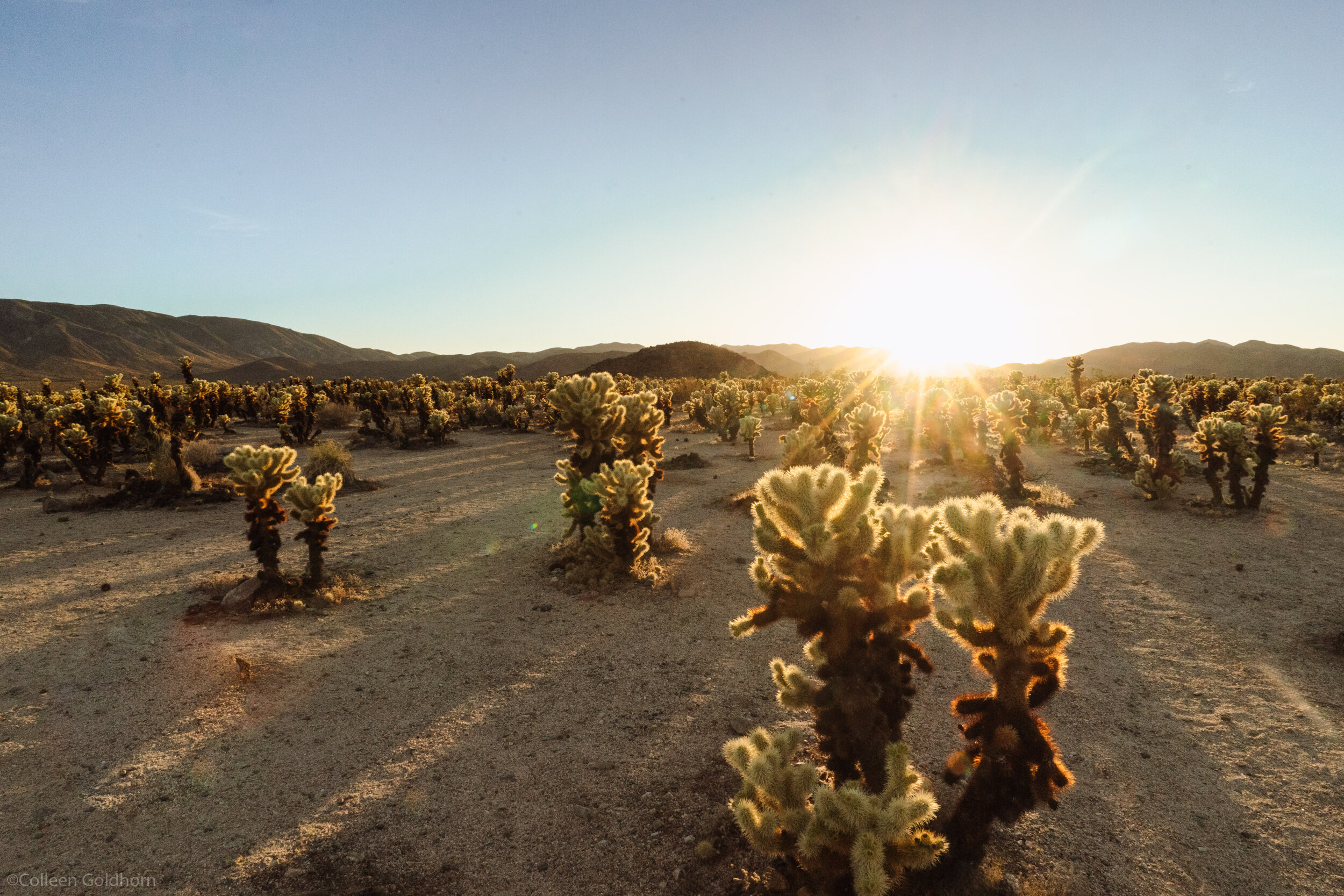 Cholla Cactus Garden, Joshua Tree National Park, California 